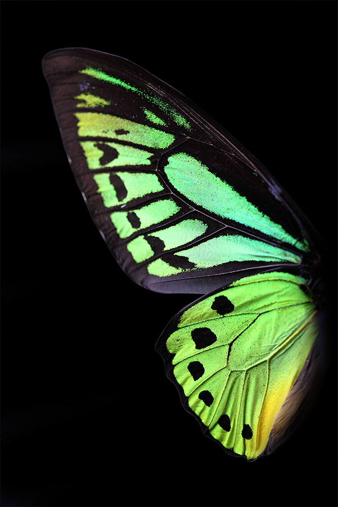 AL01431 more colors