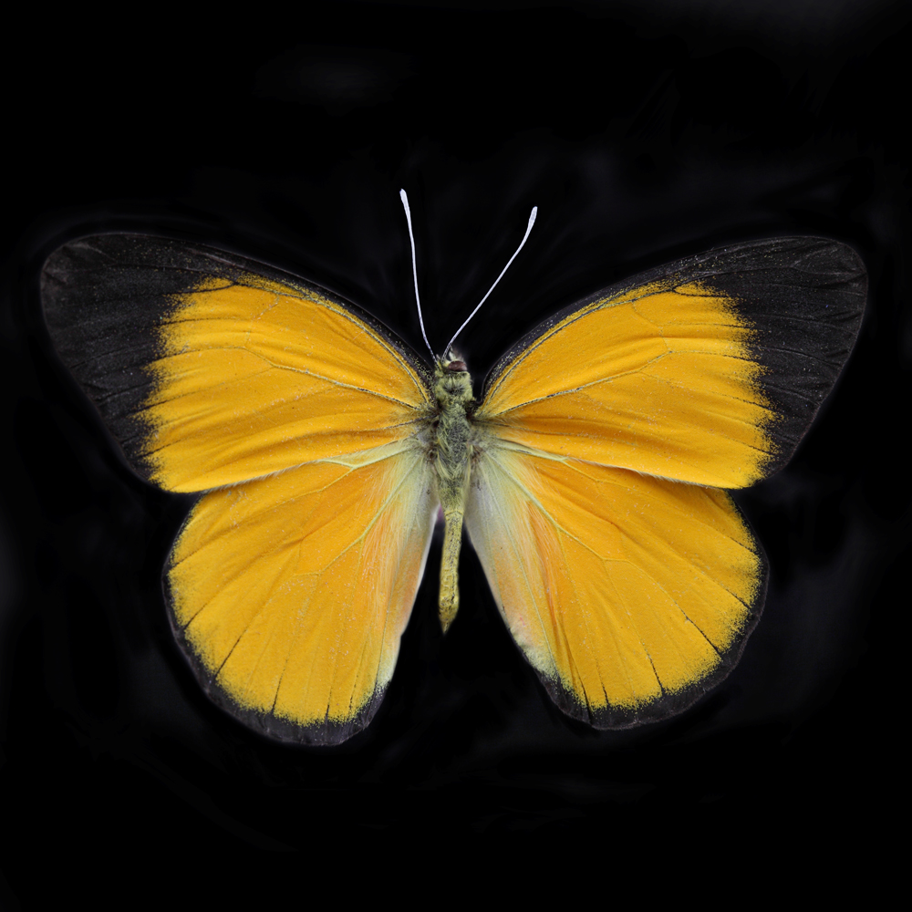 AL01549
