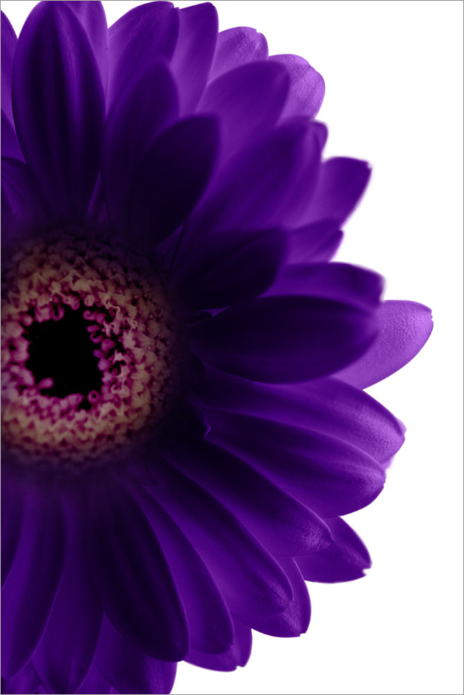 AL01555 more colors