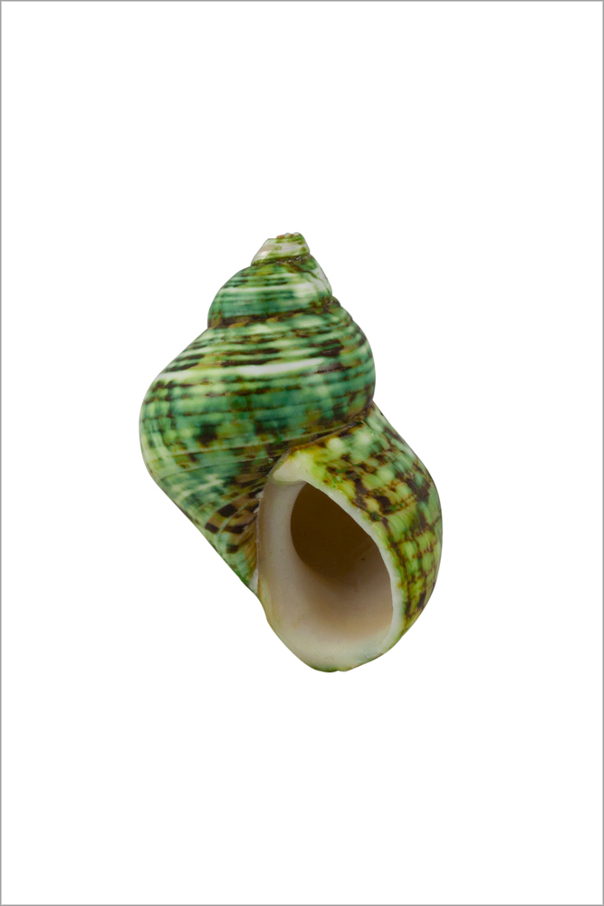 AL01584