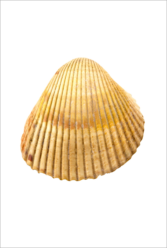 AL01585