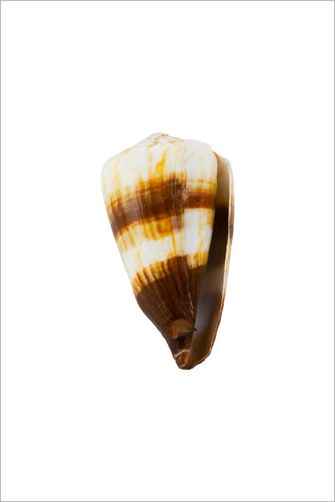 AL01586