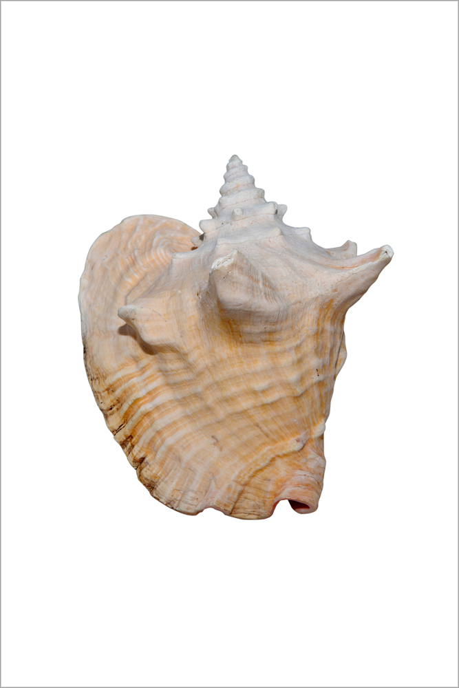 AL01588
