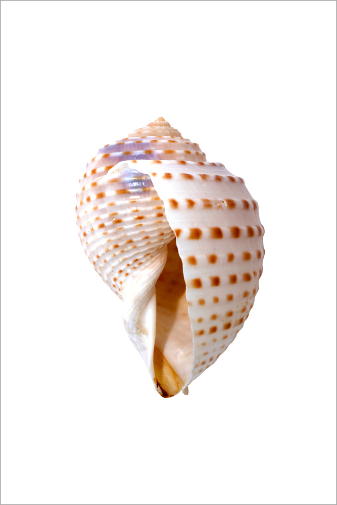 AL01590