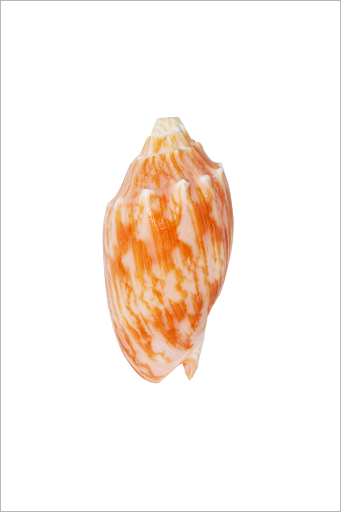 AL01591