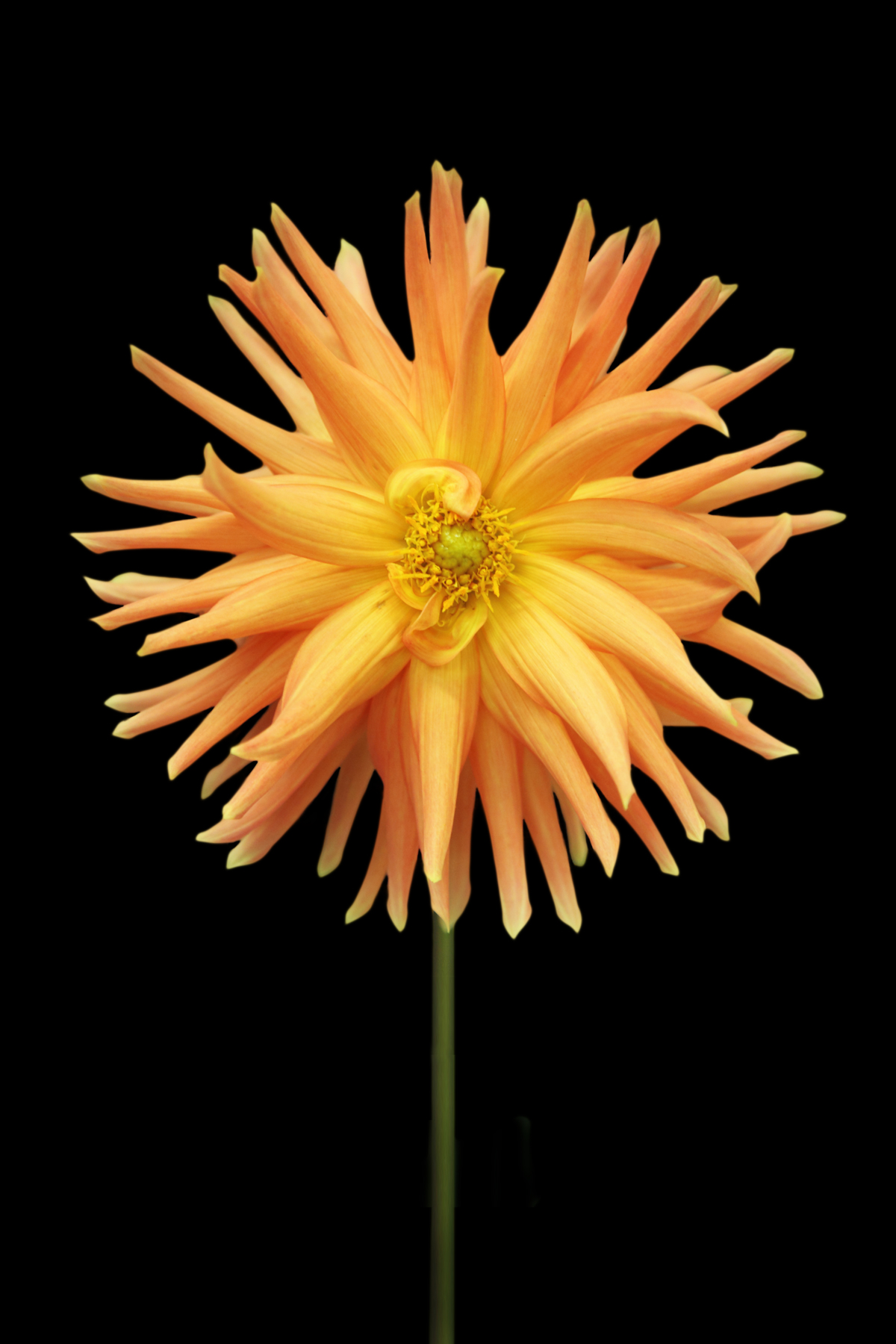 AL02244