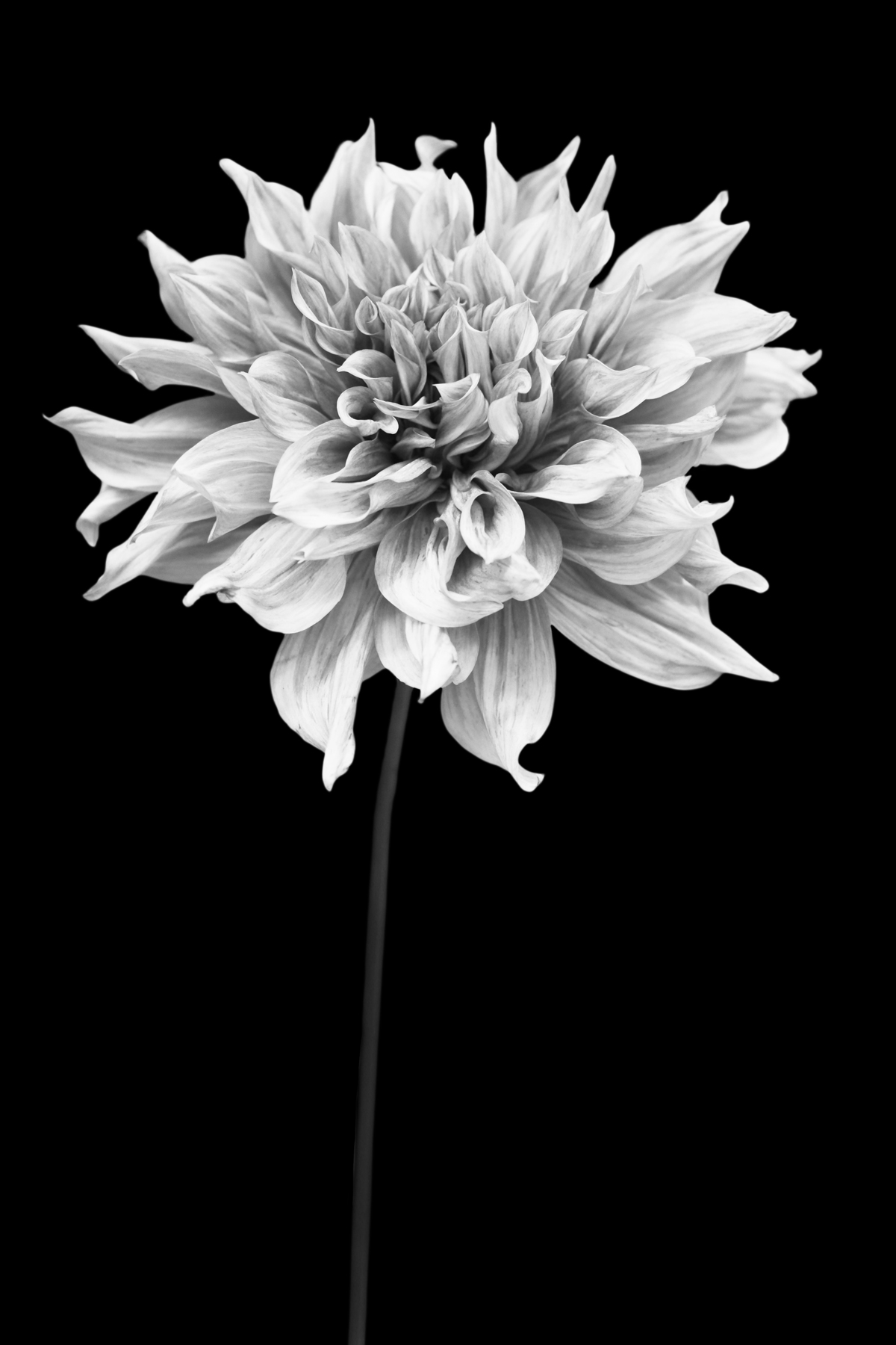 AL02247BW