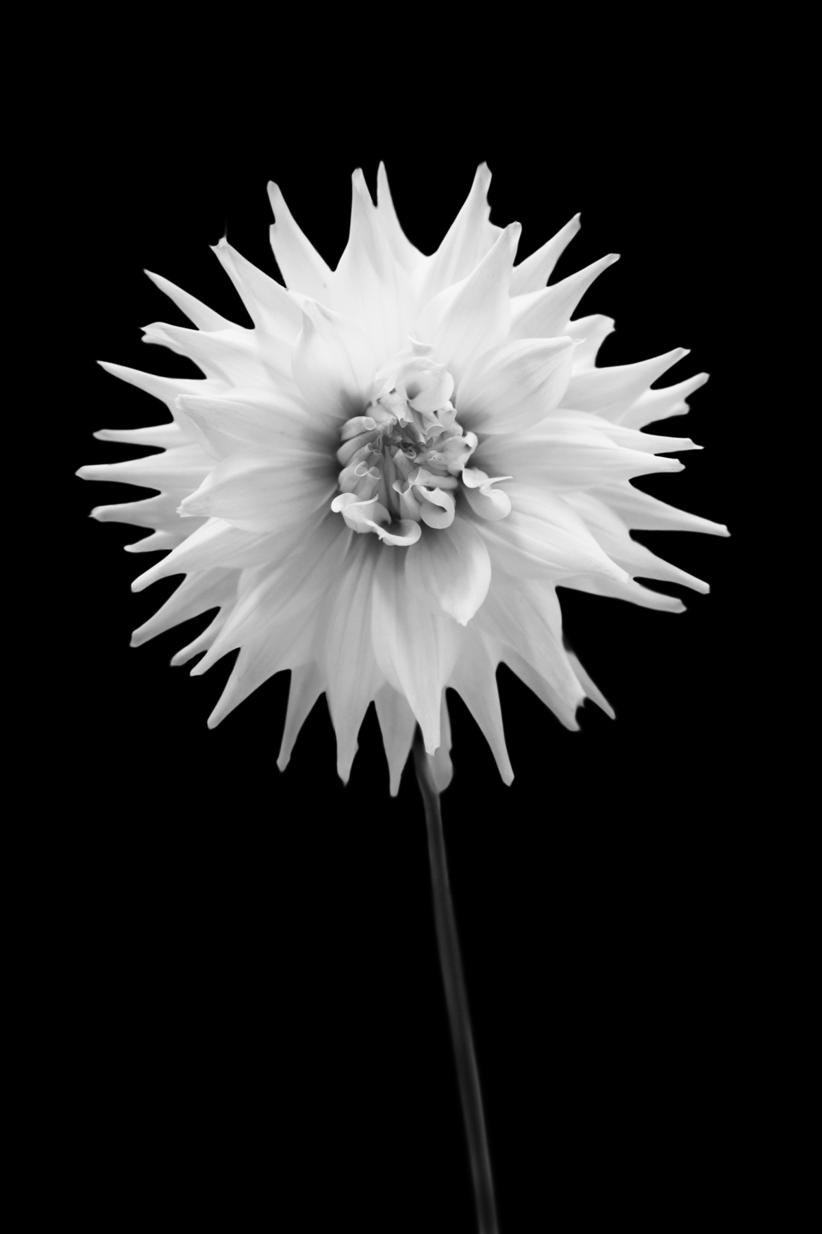 AL02250BW