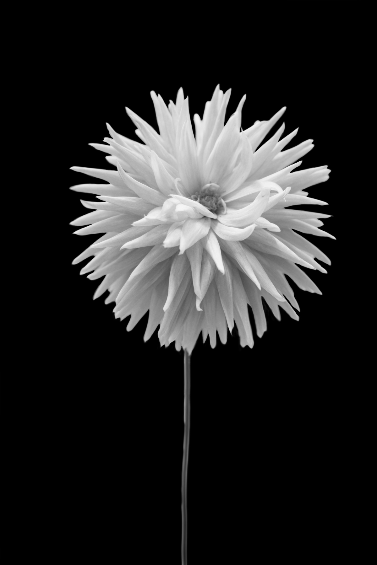 AL02256BW