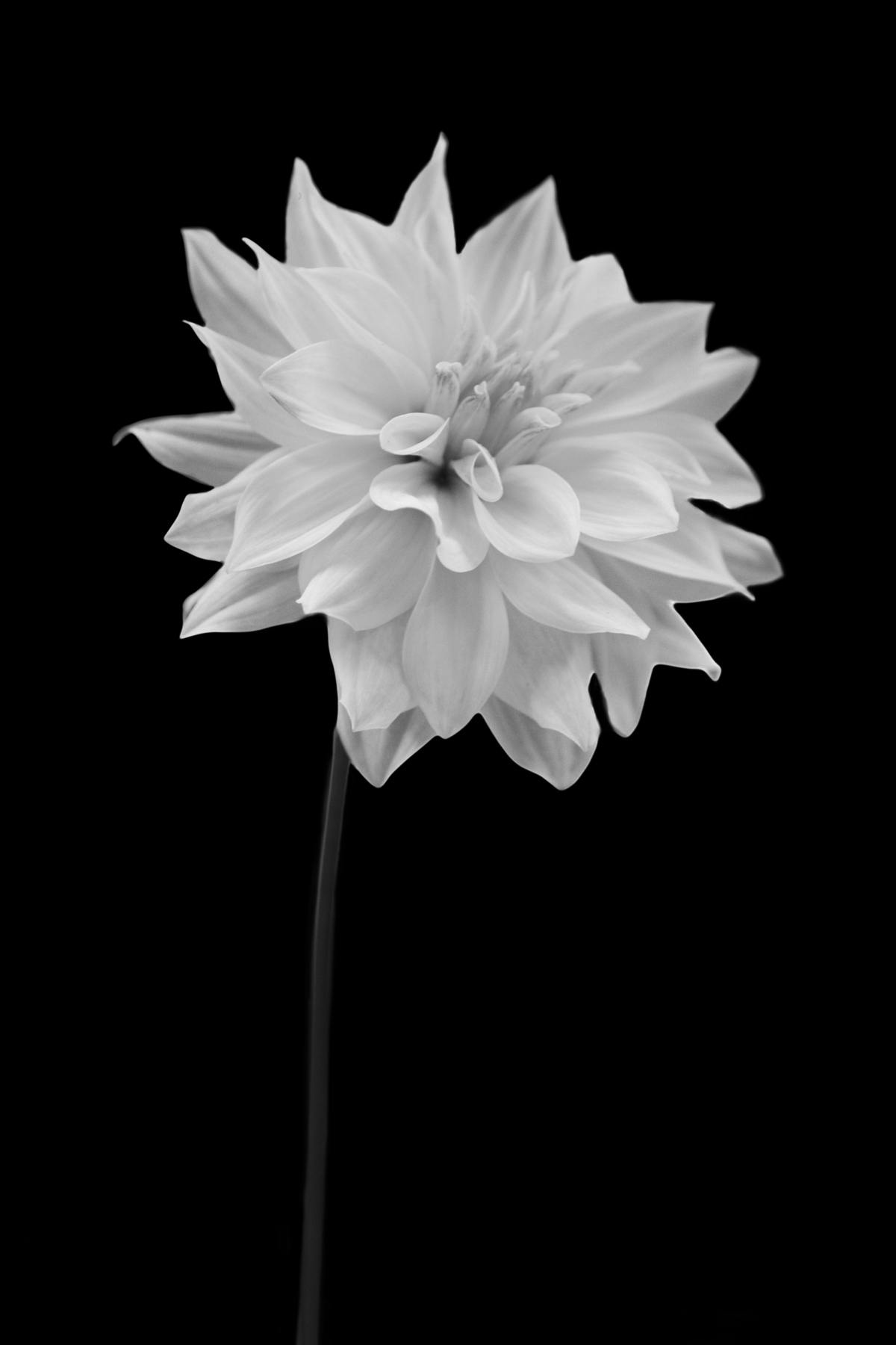AL02259BW