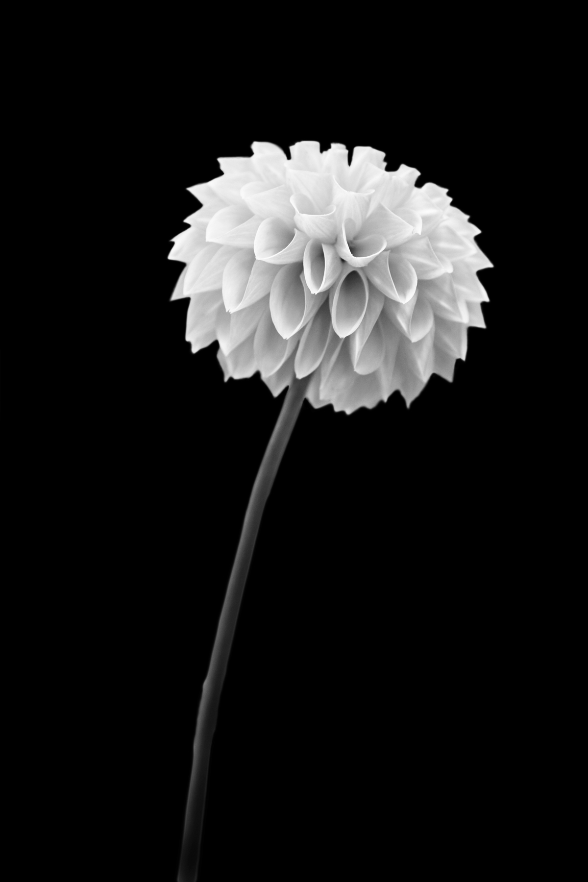 AL02262BW