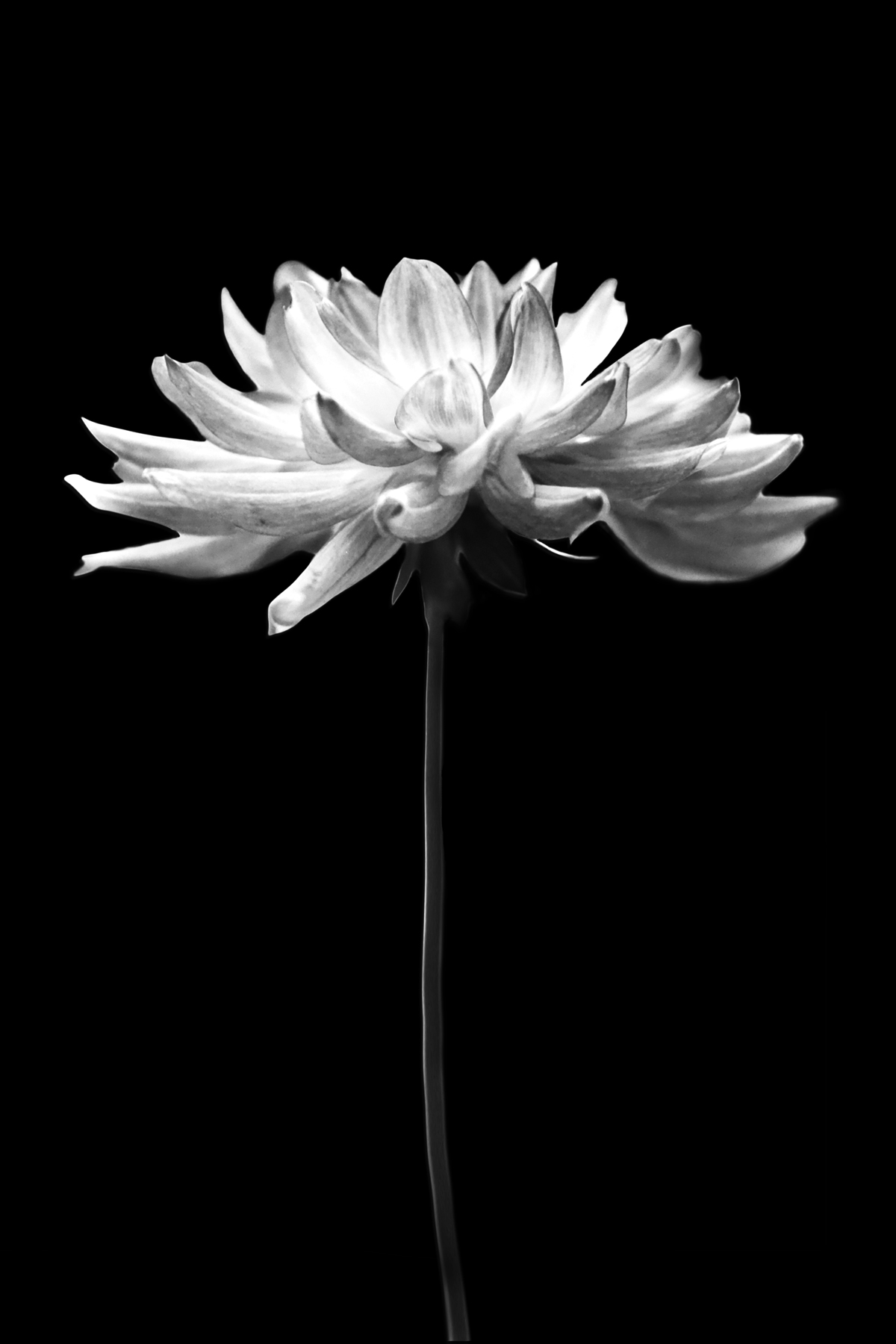 AL02265BW