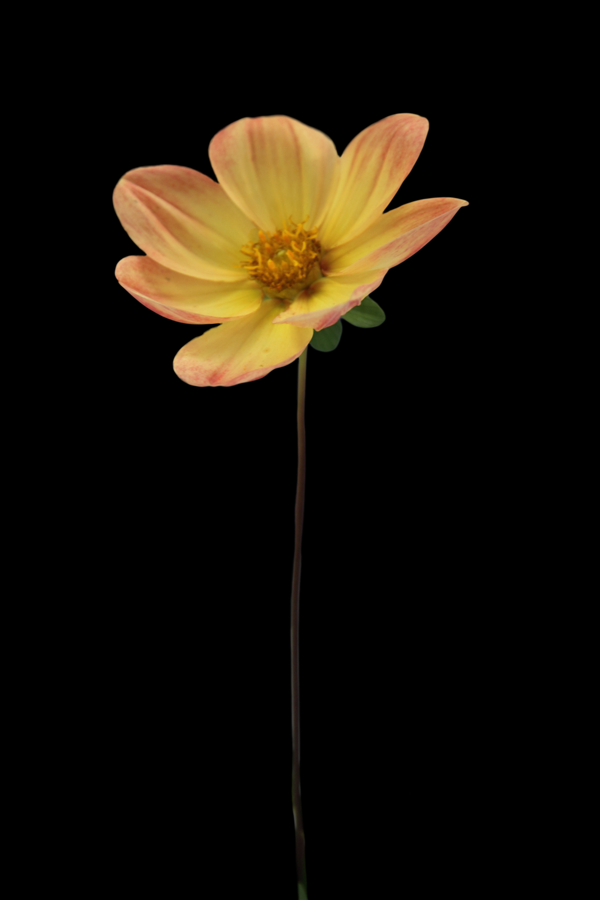 AL02268