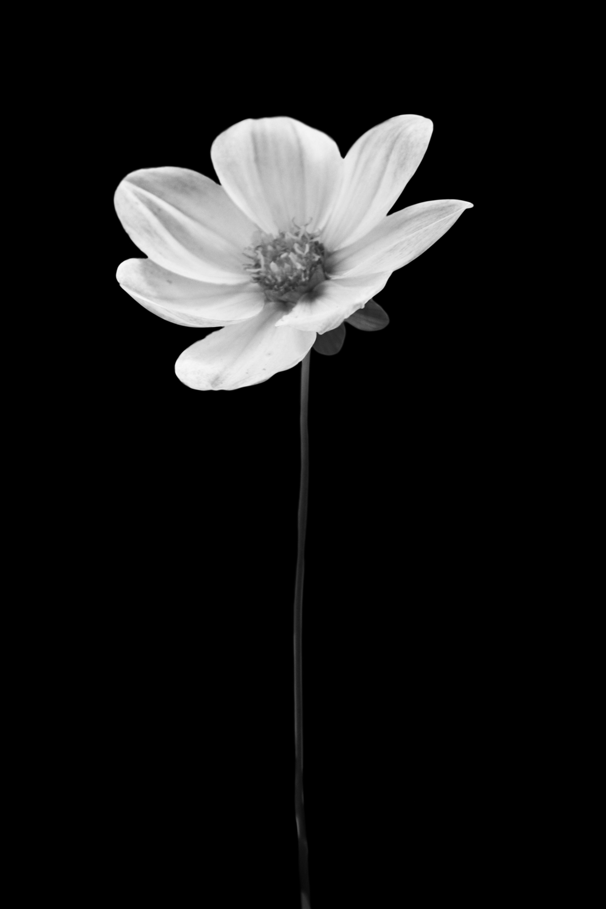 AL02268BW