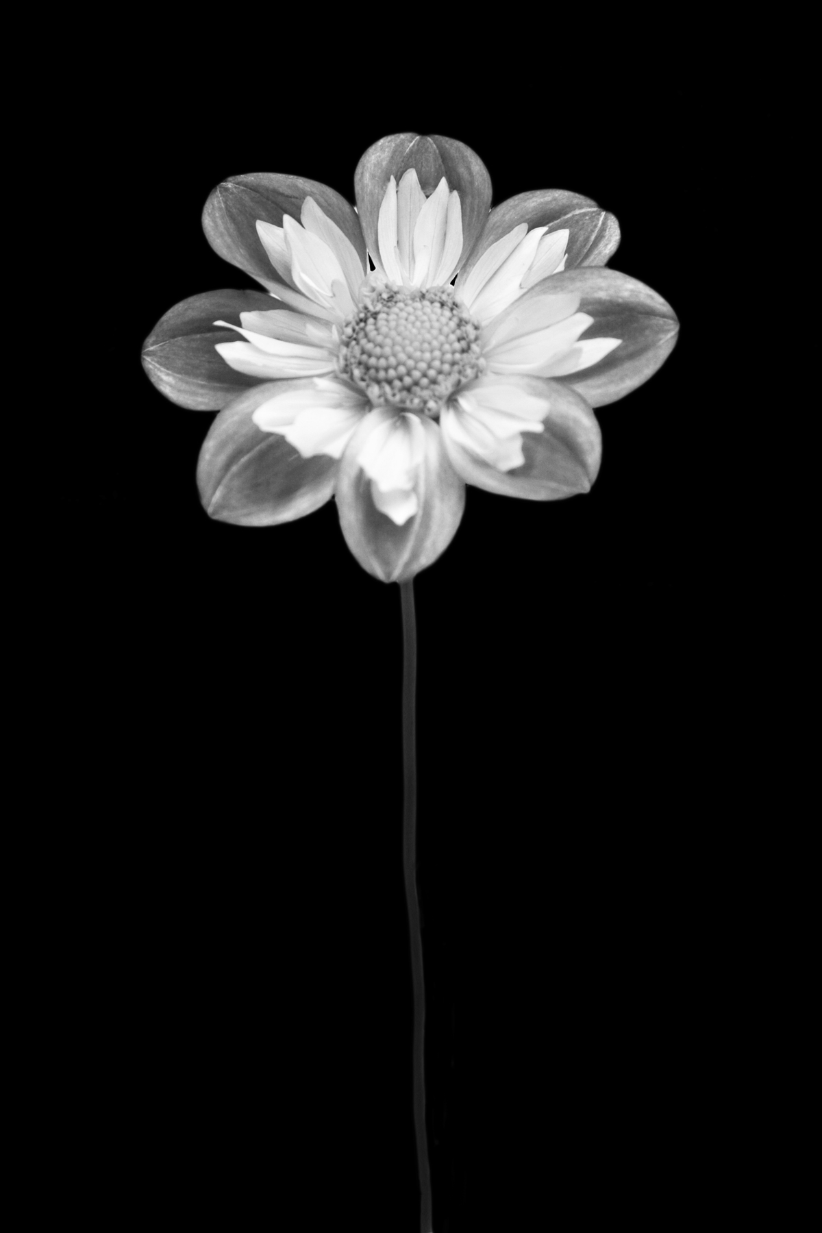 AL02274BW