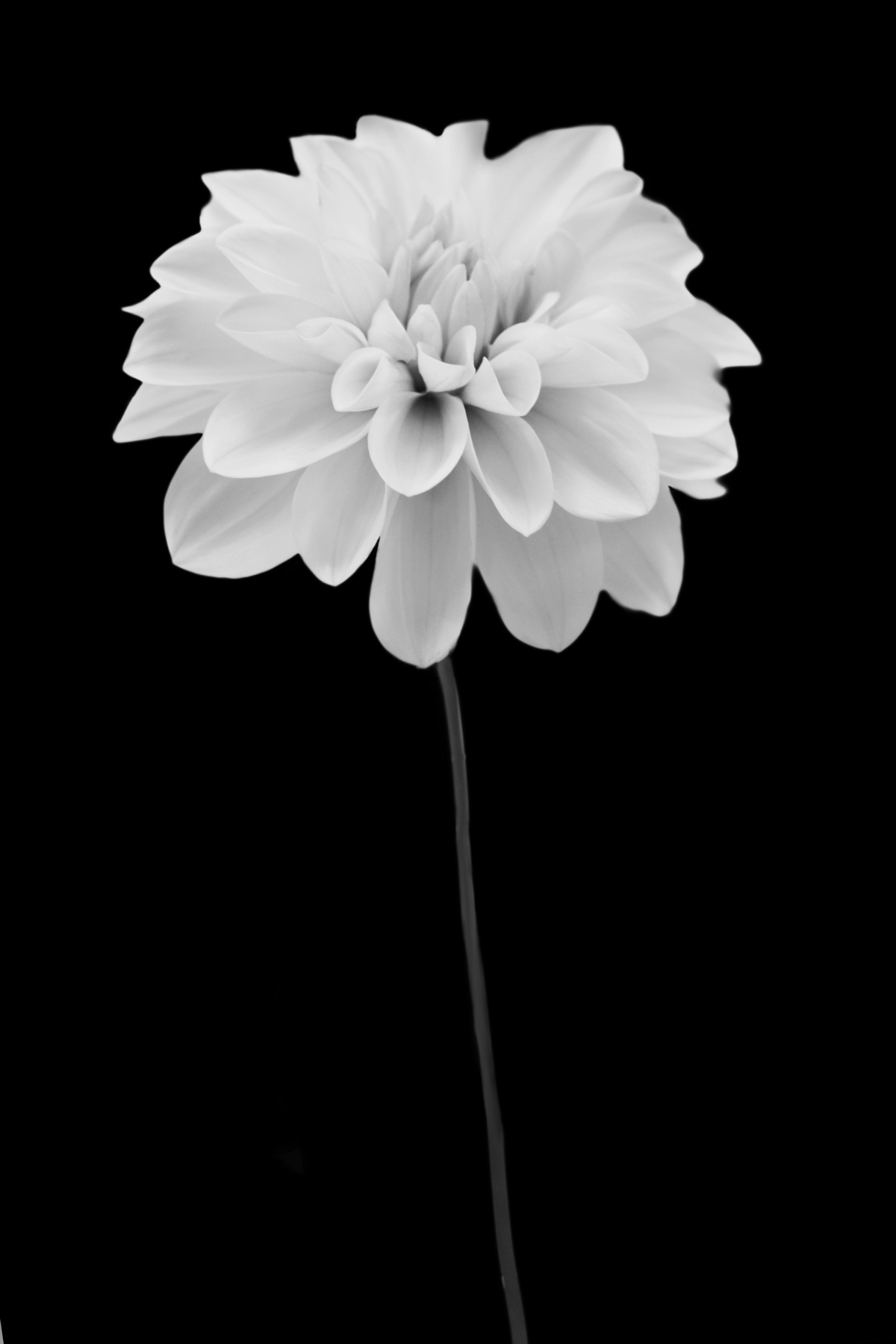 AL02281BW