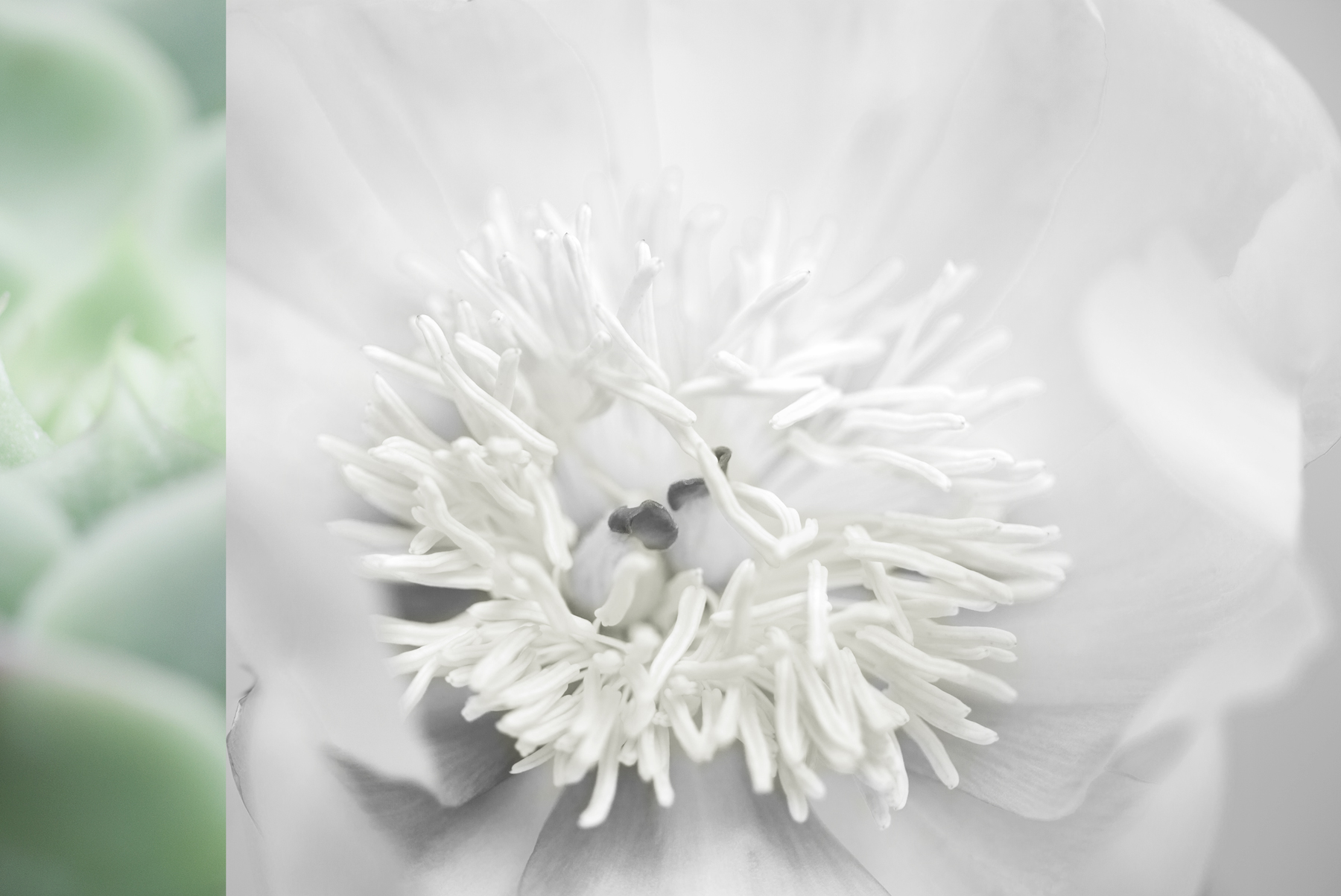 AL02296