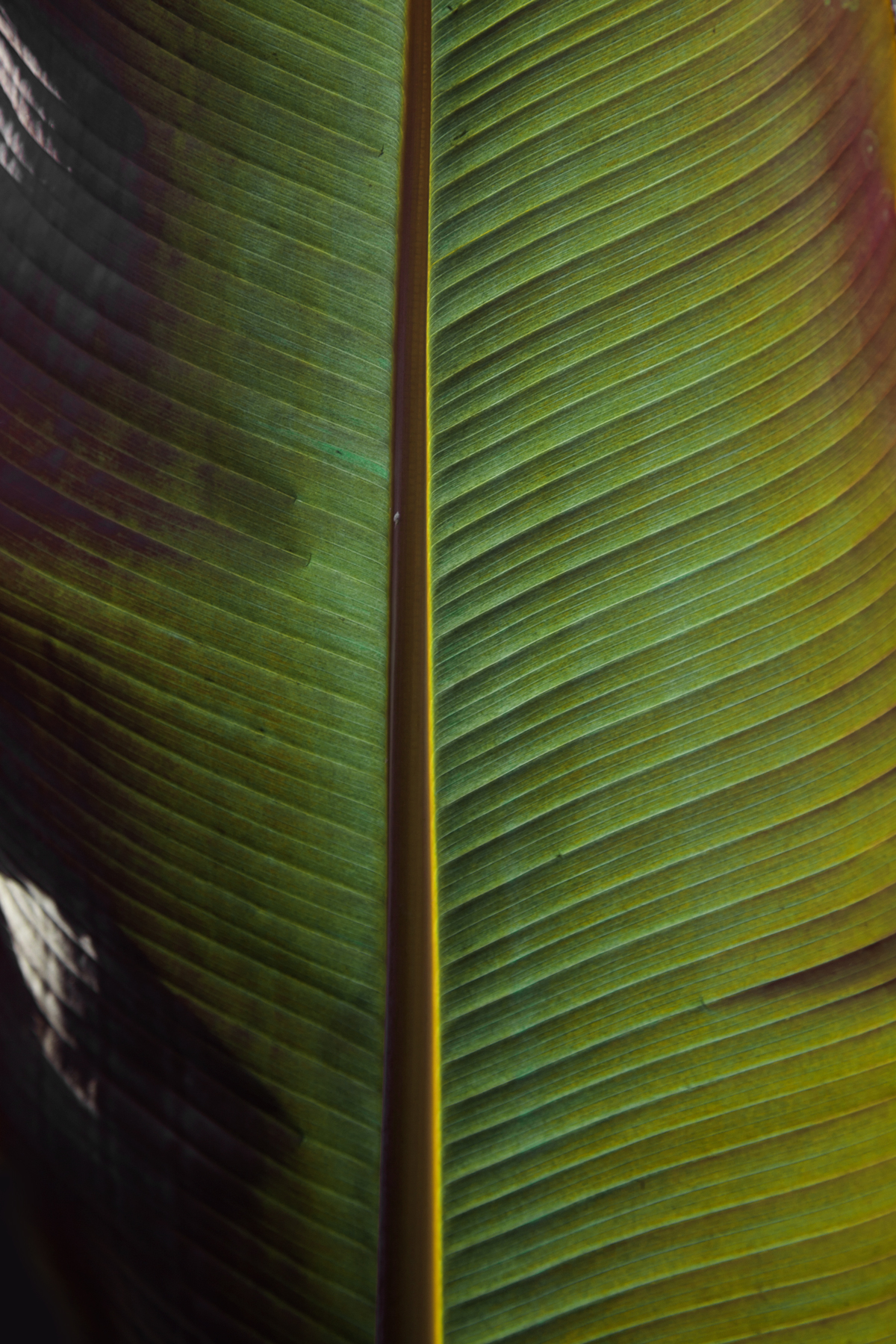 AL02586 more colors