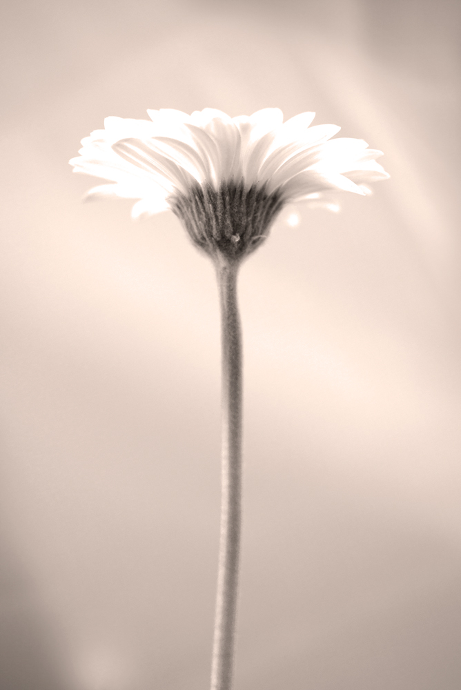 AL00400-SE2