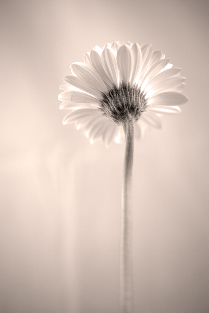 AL00401-SE2