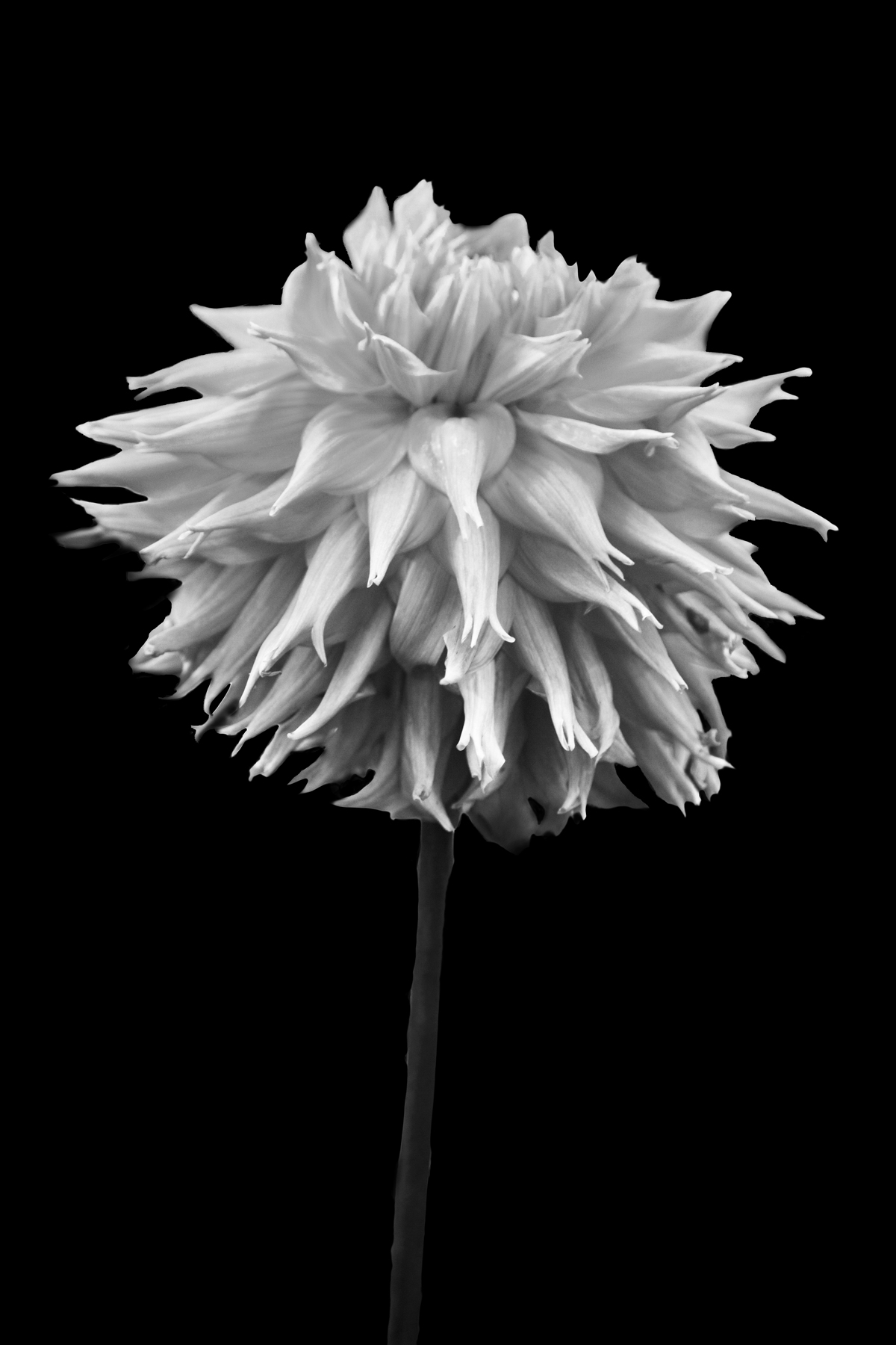 AL01335BW