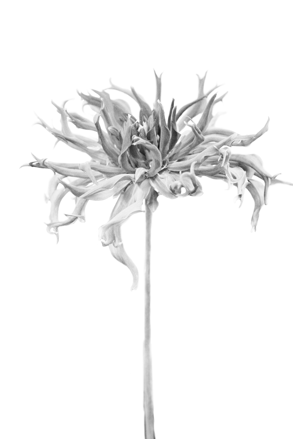 AL01344BW