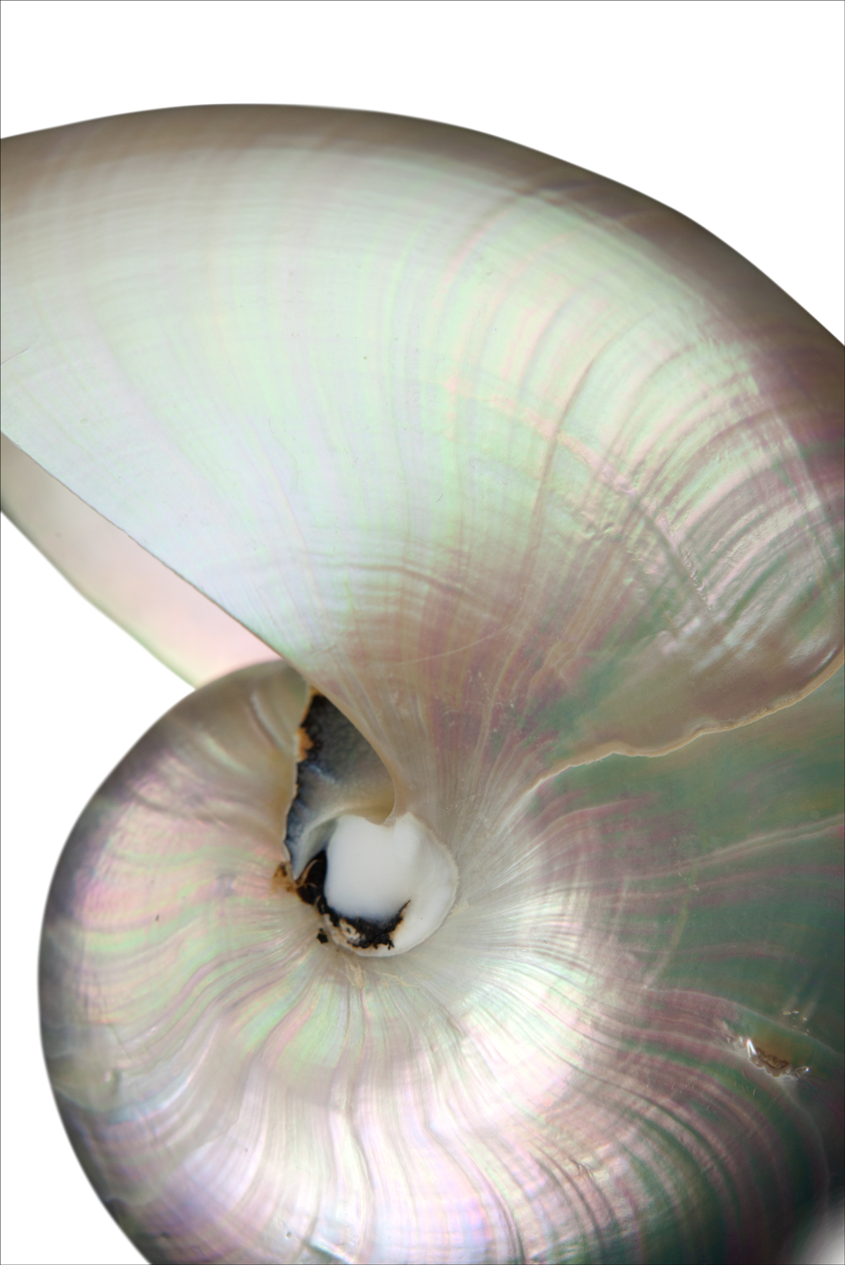 AL01401V