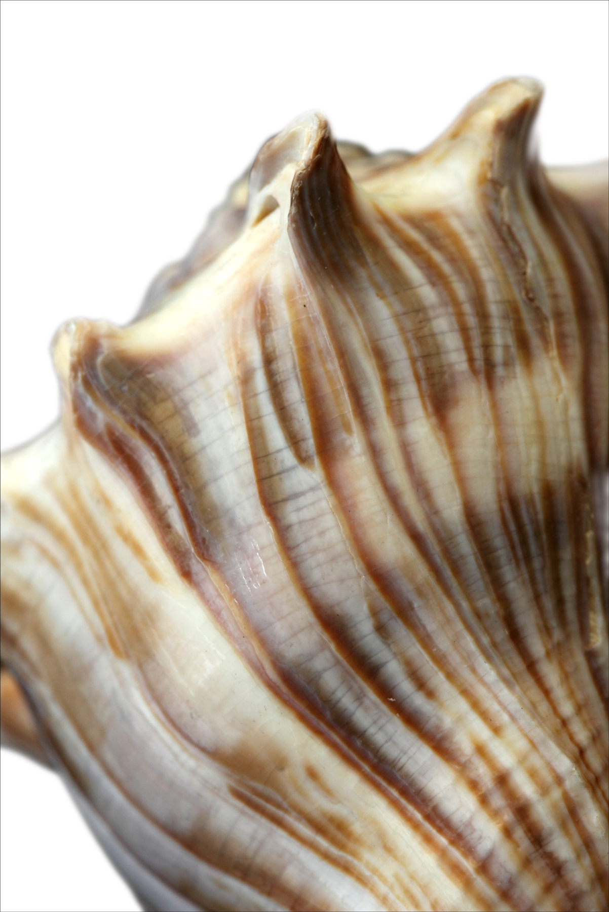 AL01406V