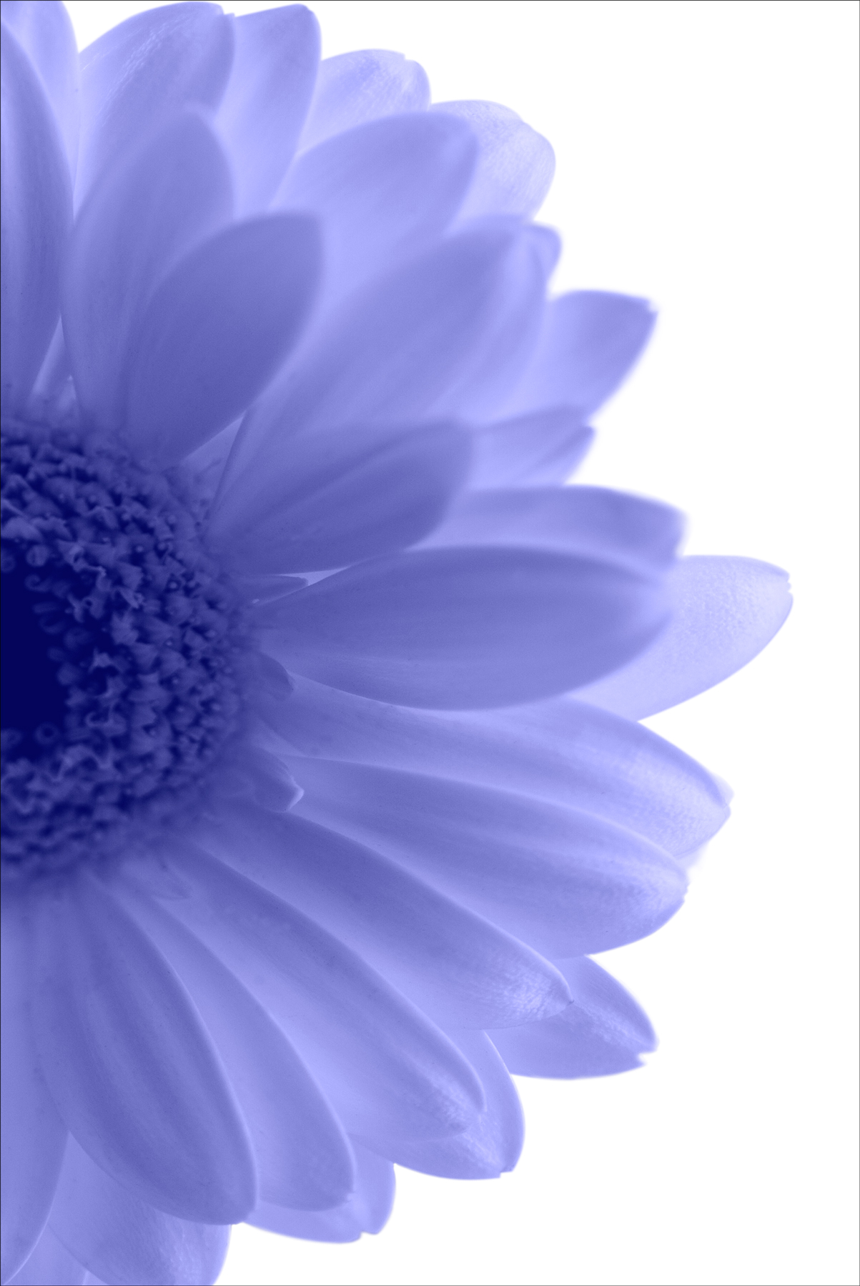 AL01557STR