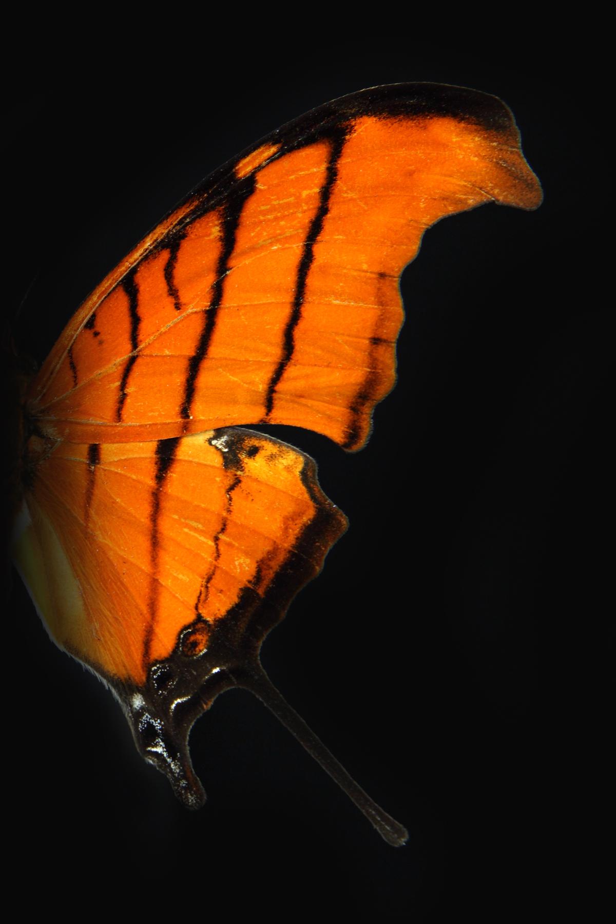 AL02203