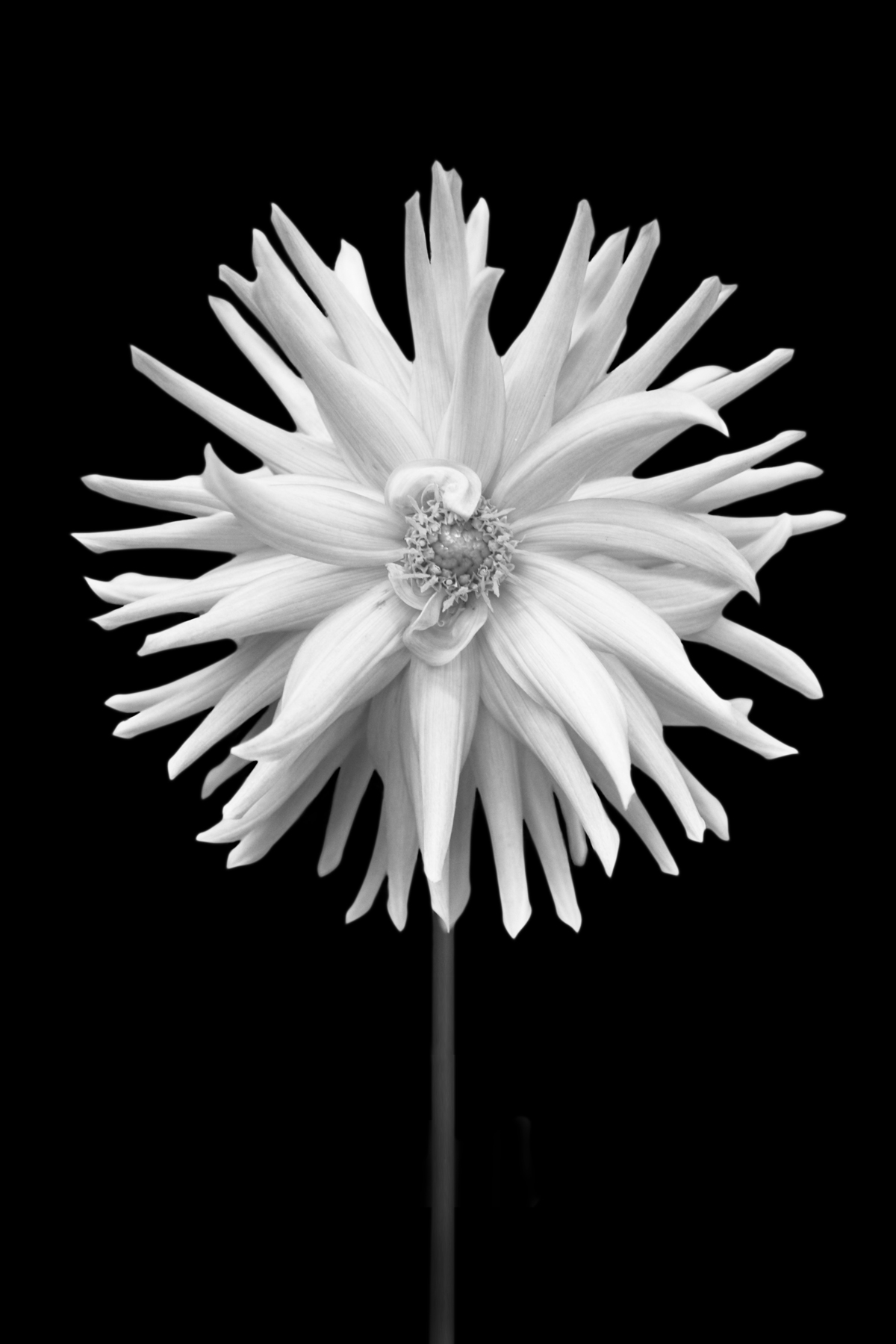 AL02244BW