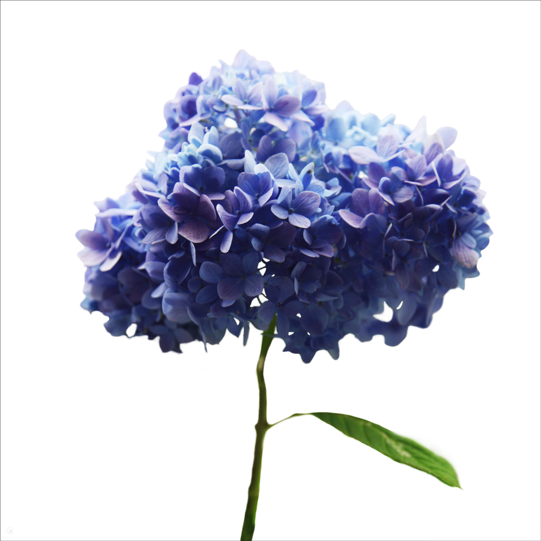 AL02369_SQ