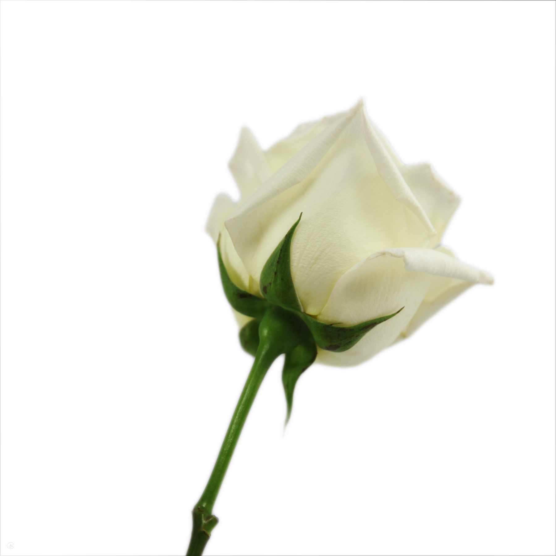 AL02374_SQ
