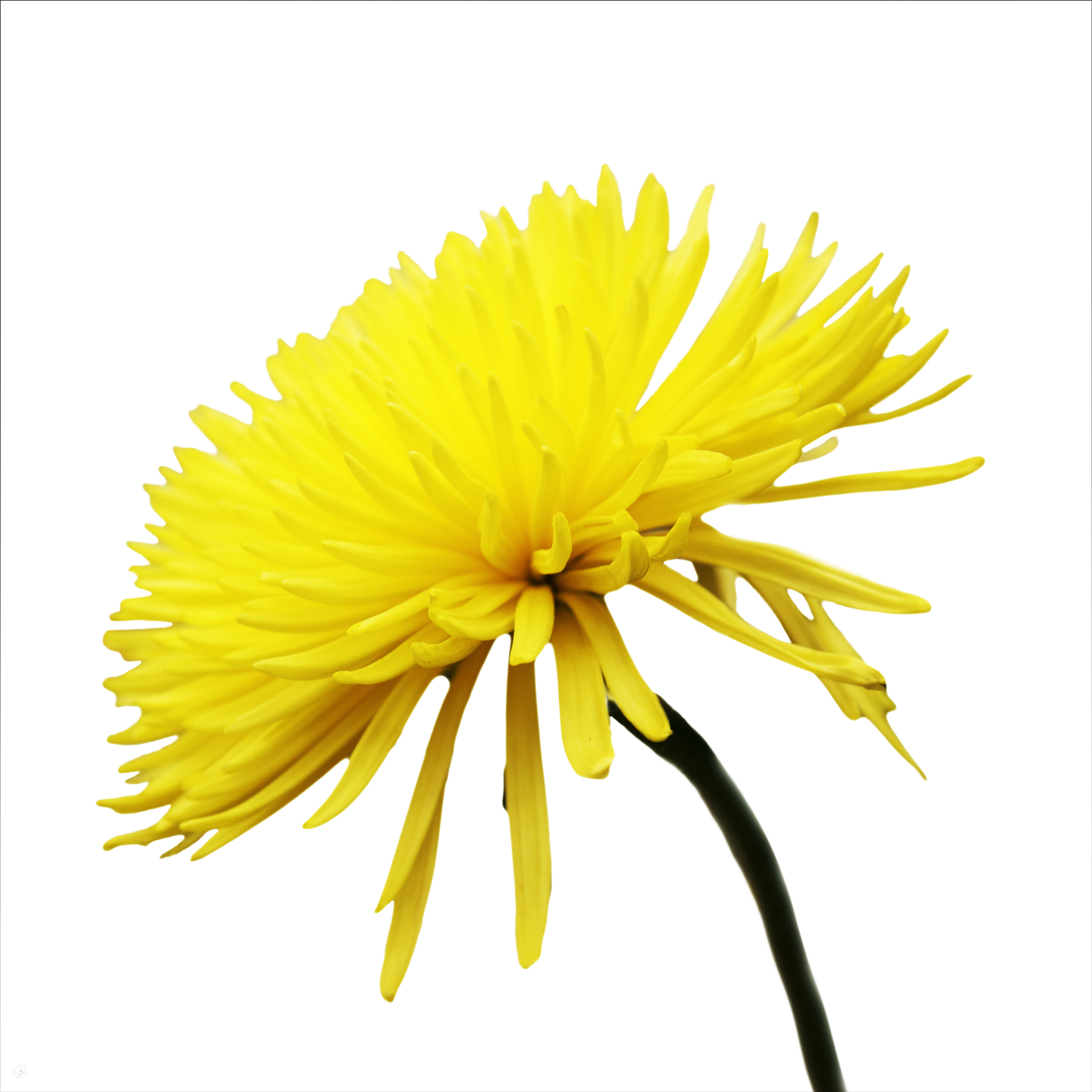 AL02375_SQ