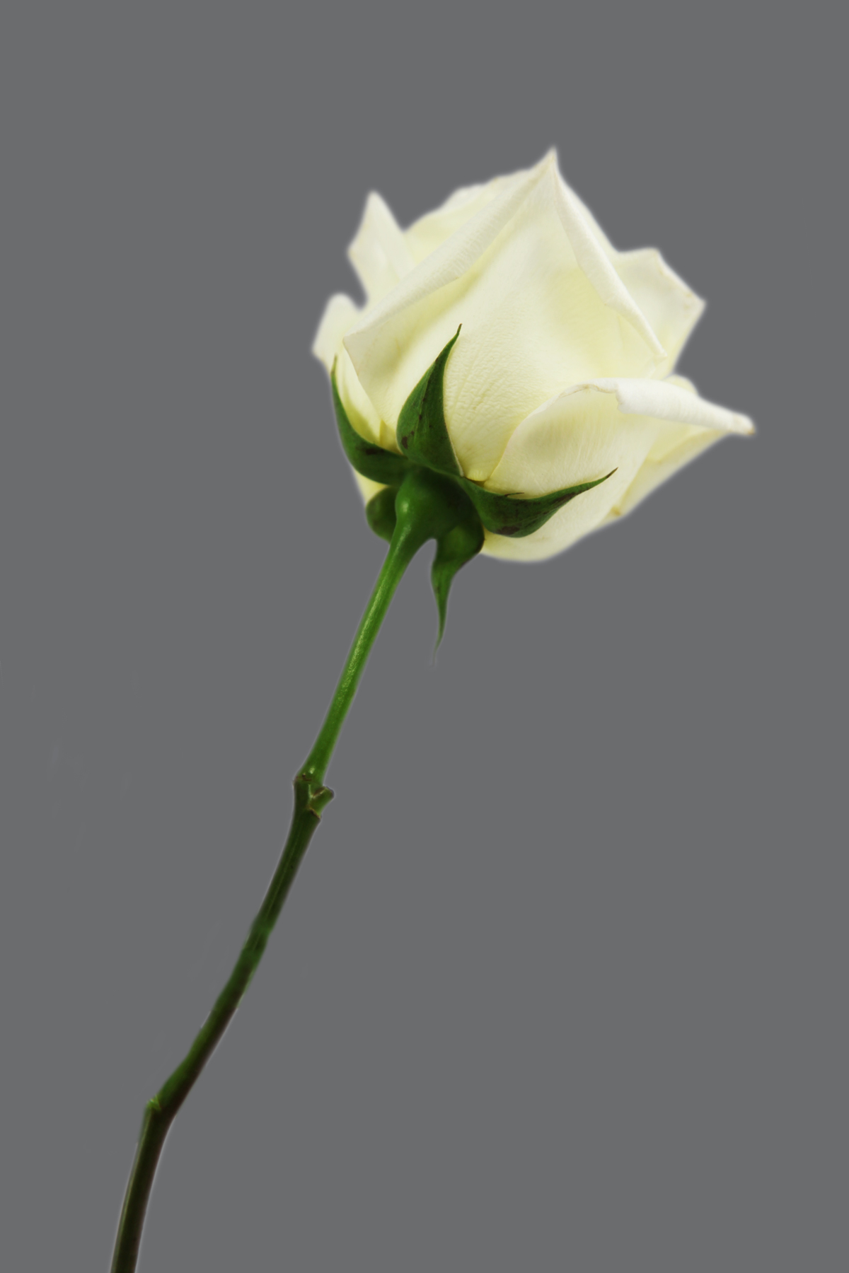 AL02401