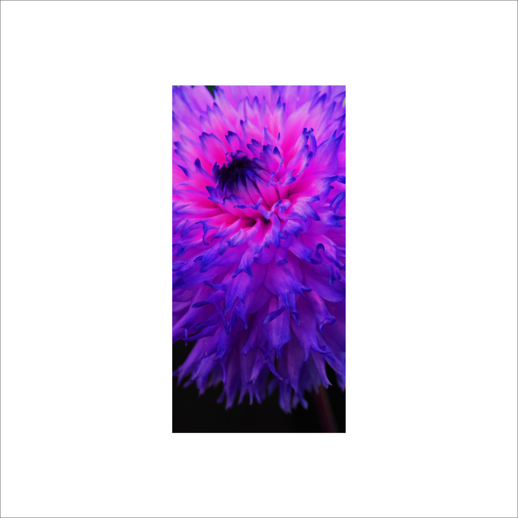 AL02517