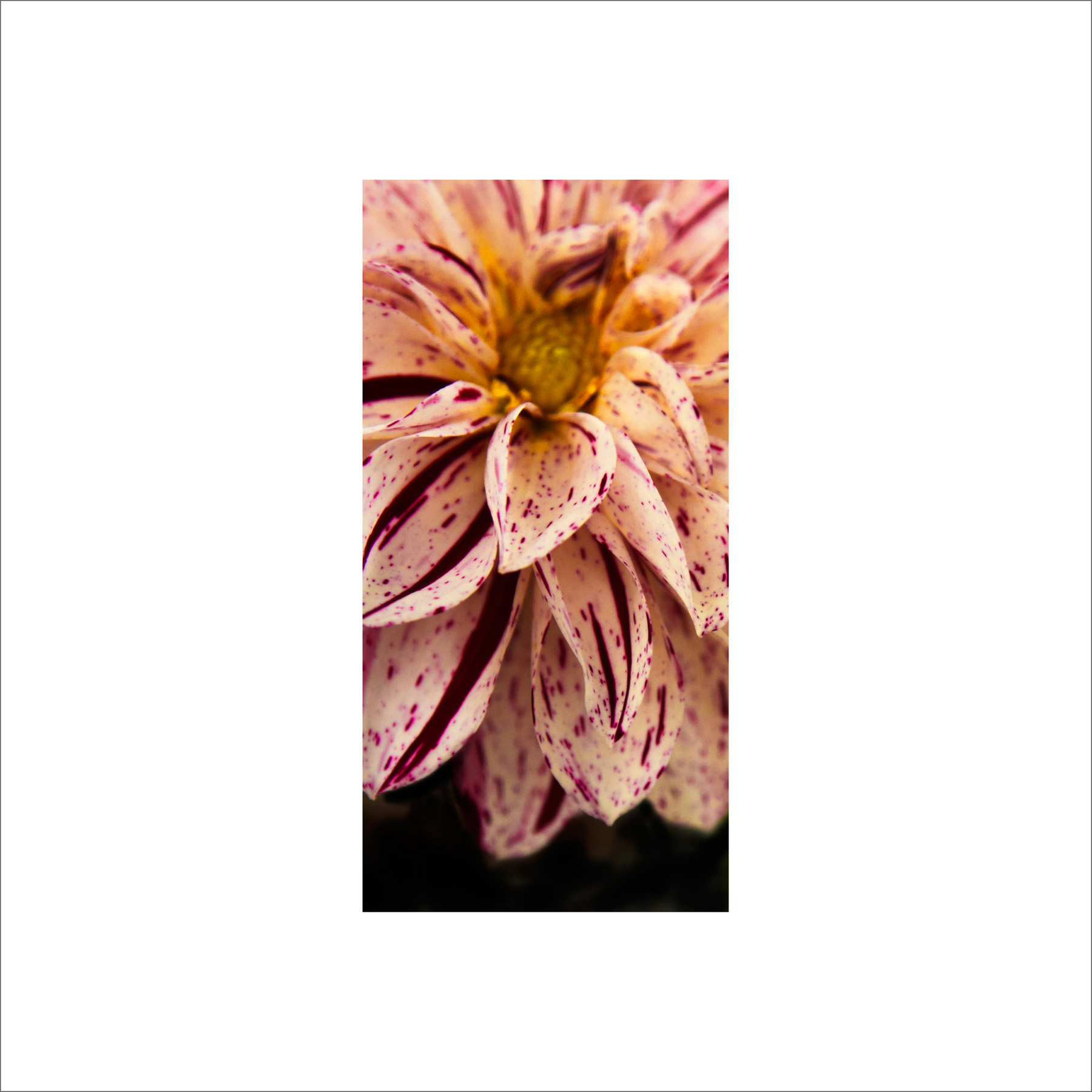 AL02519