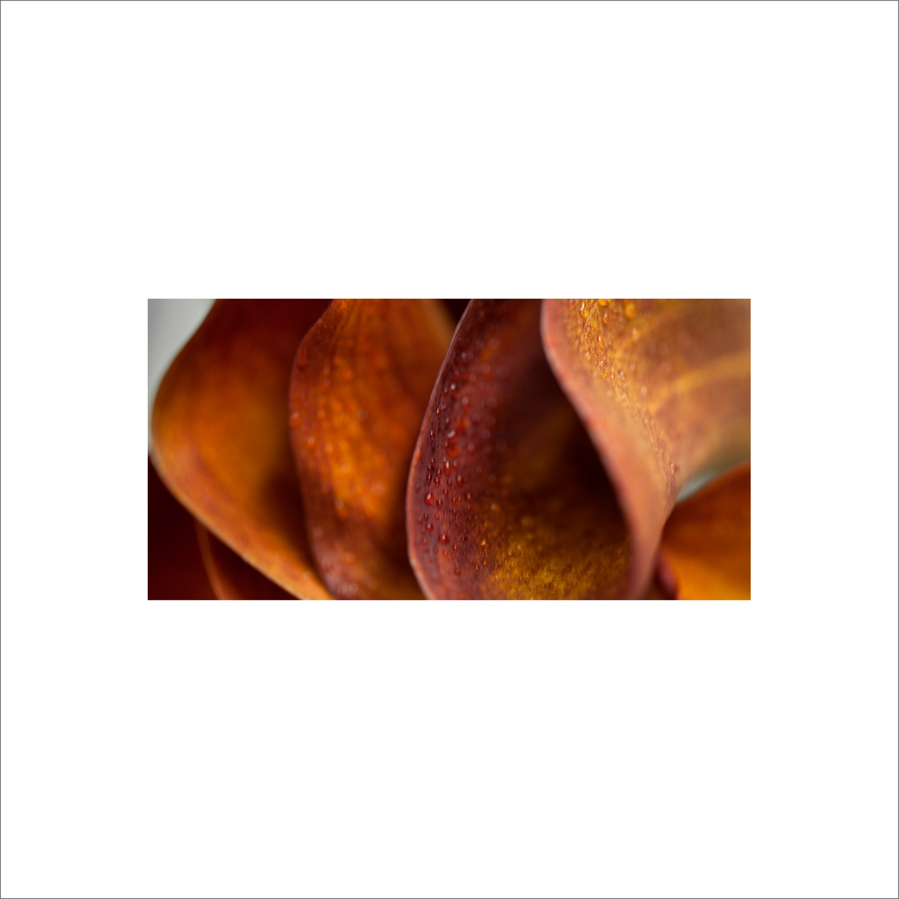 AL02528