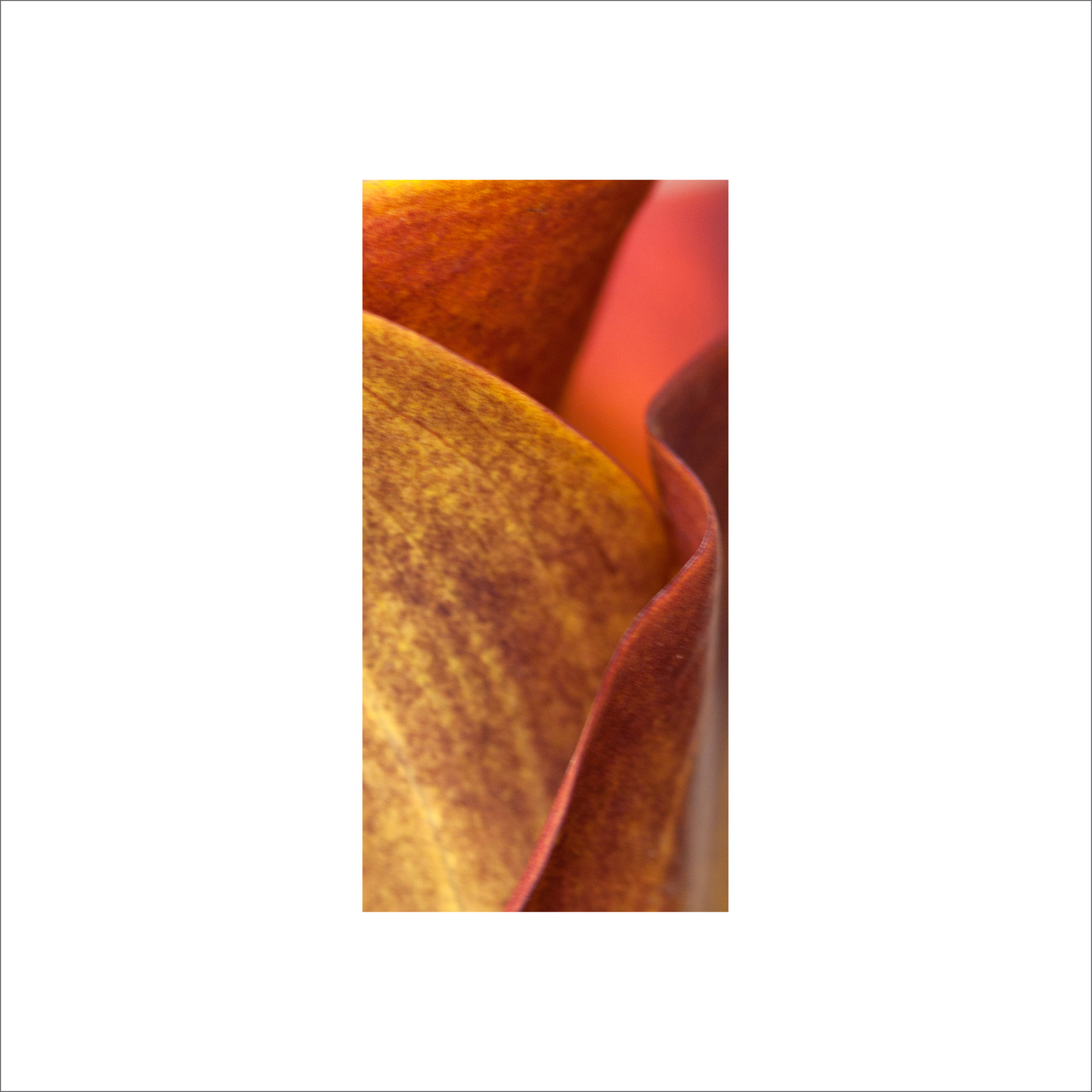 AL02529