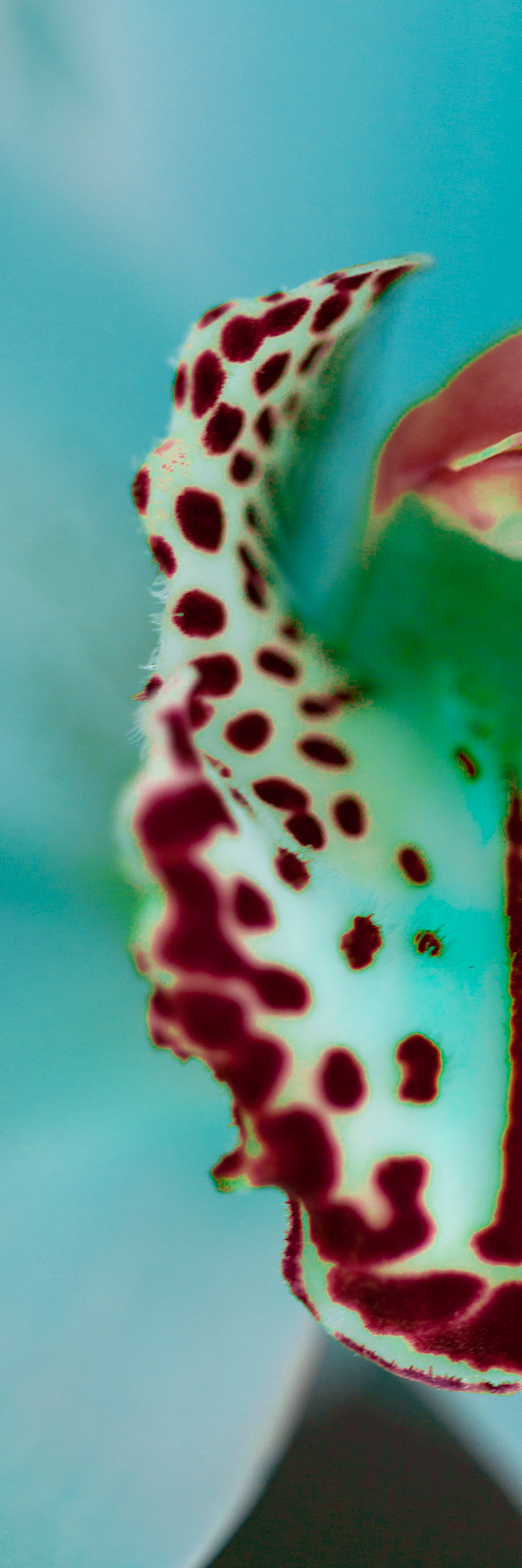 AL02572