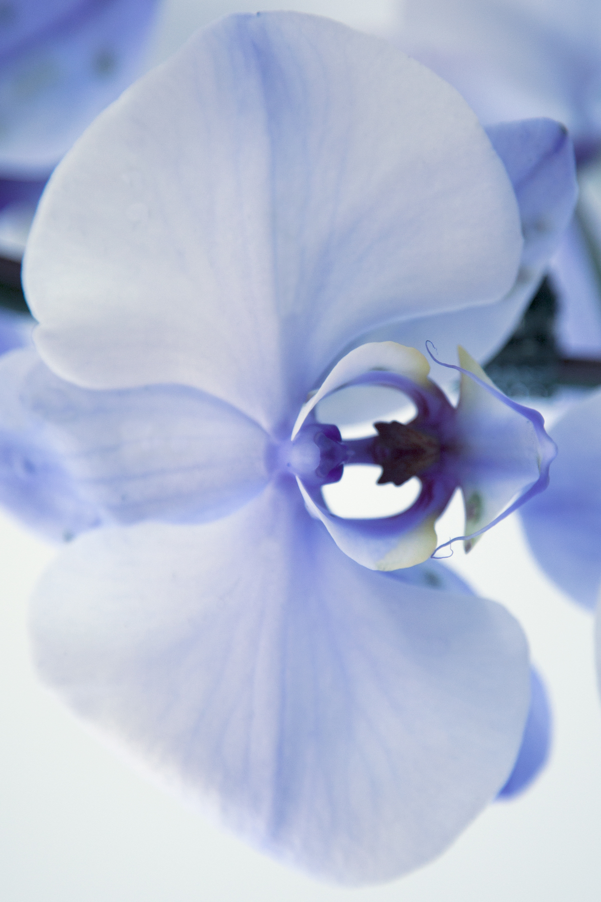 AL02576-R