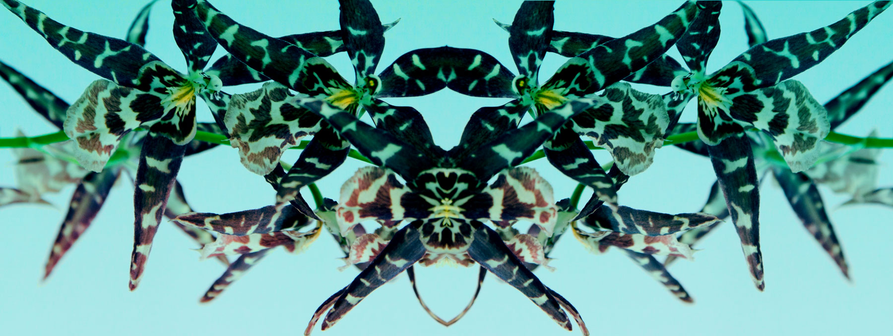 AL02701