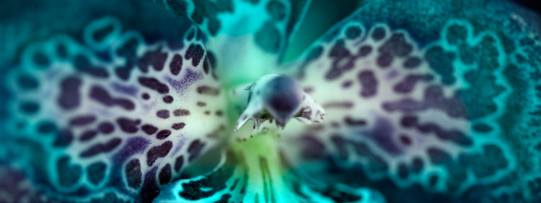 AL02708