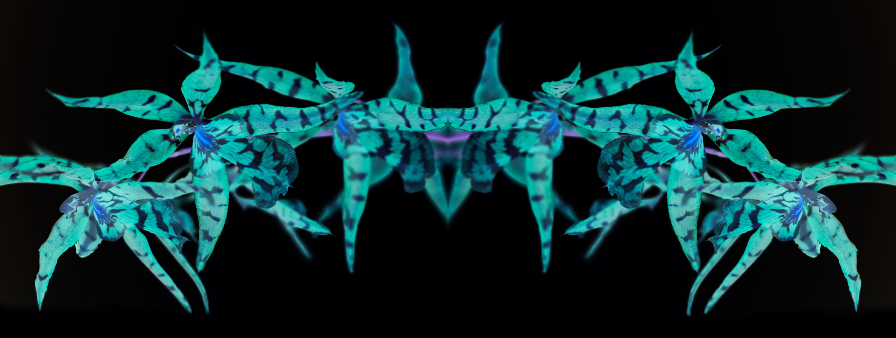 AL02709