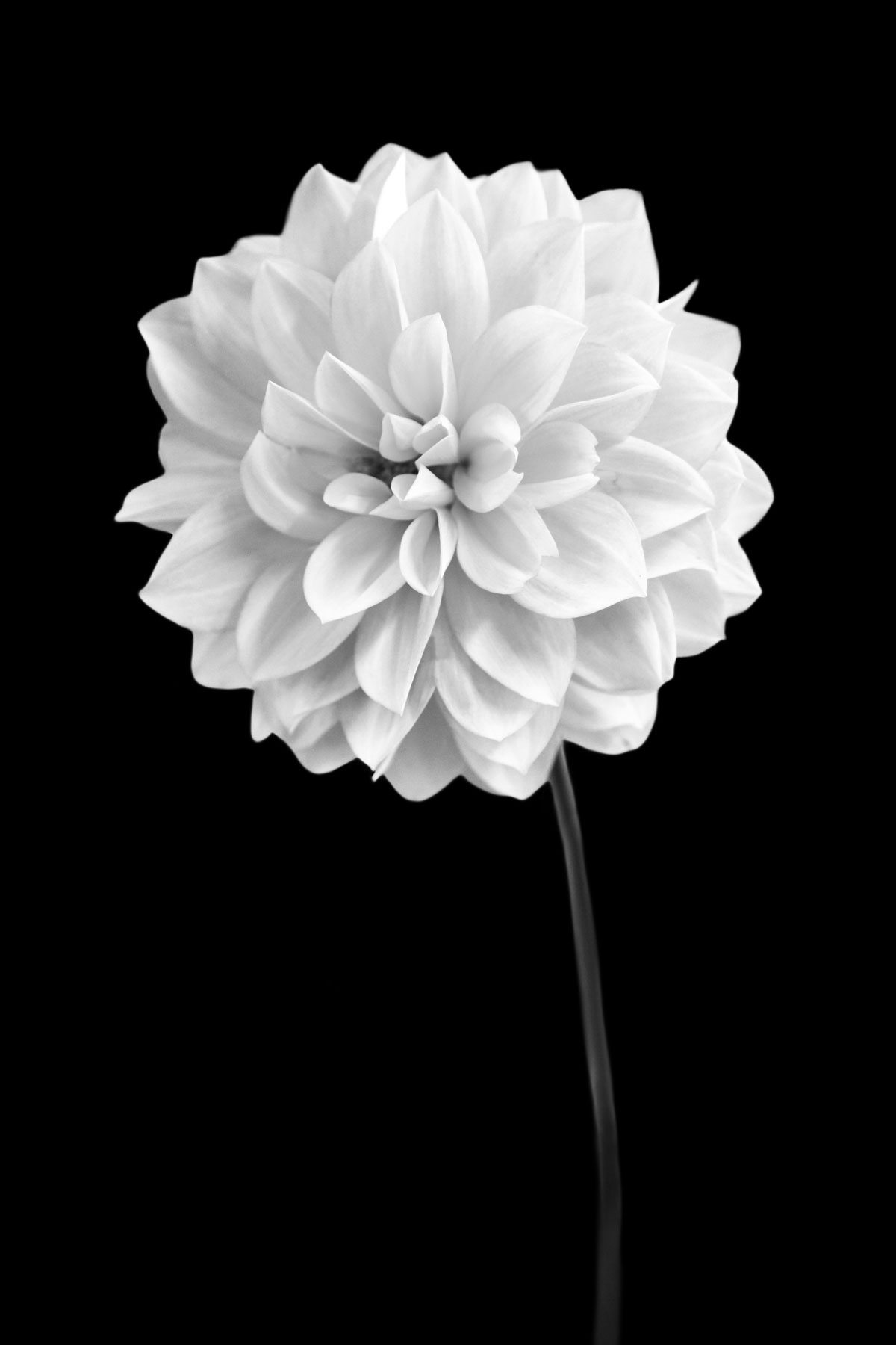 AL02253BW