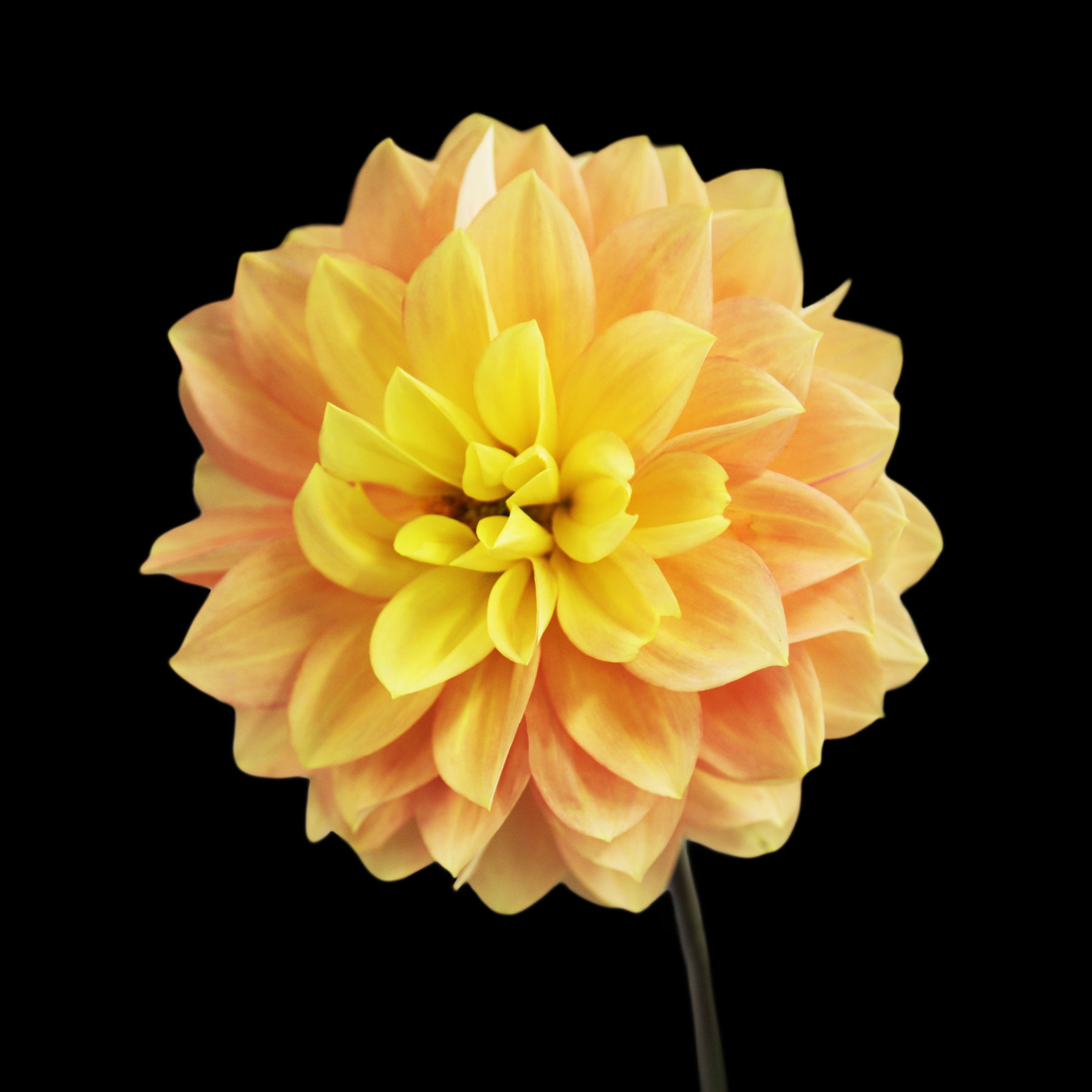 AL02253_SQ