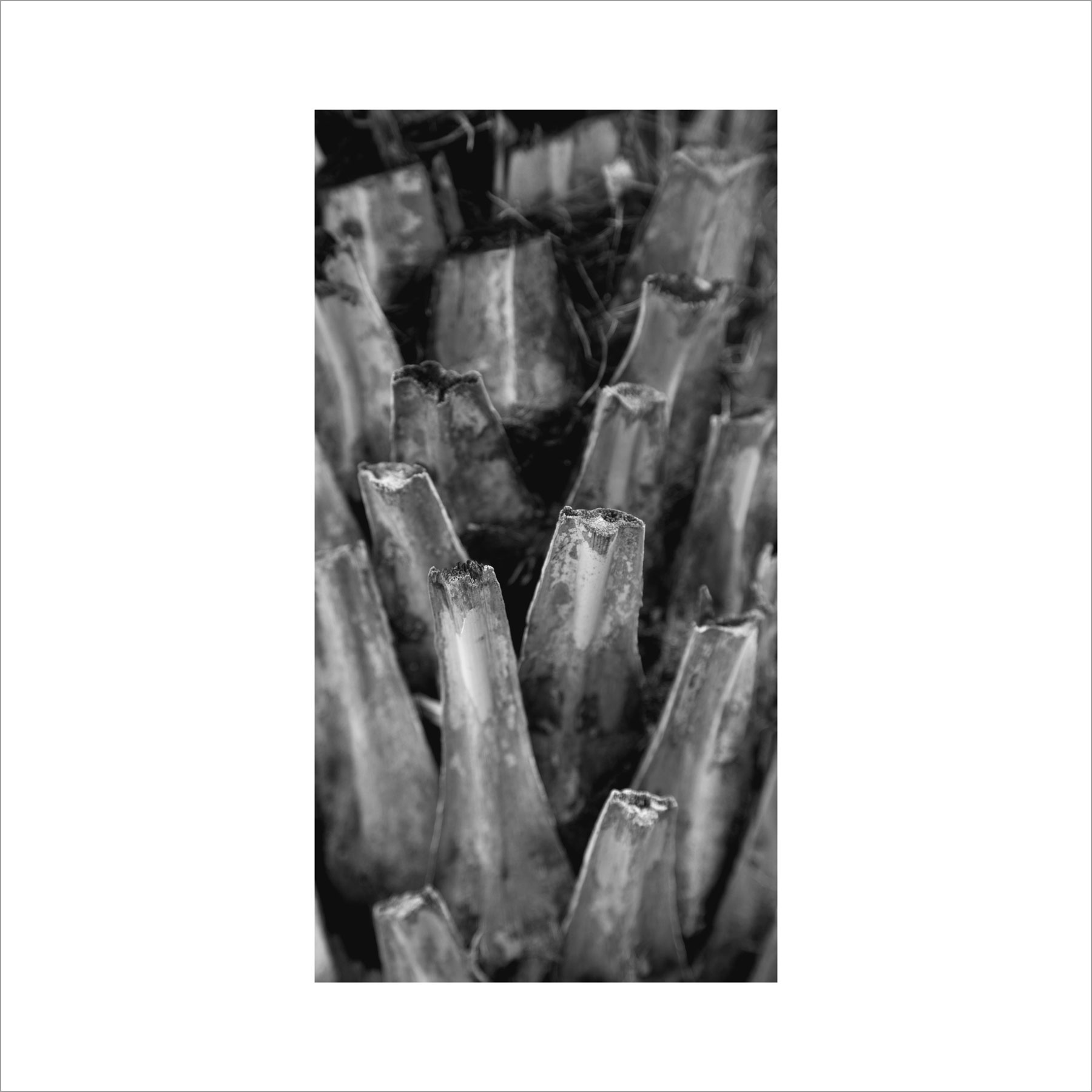 AL02826_BW