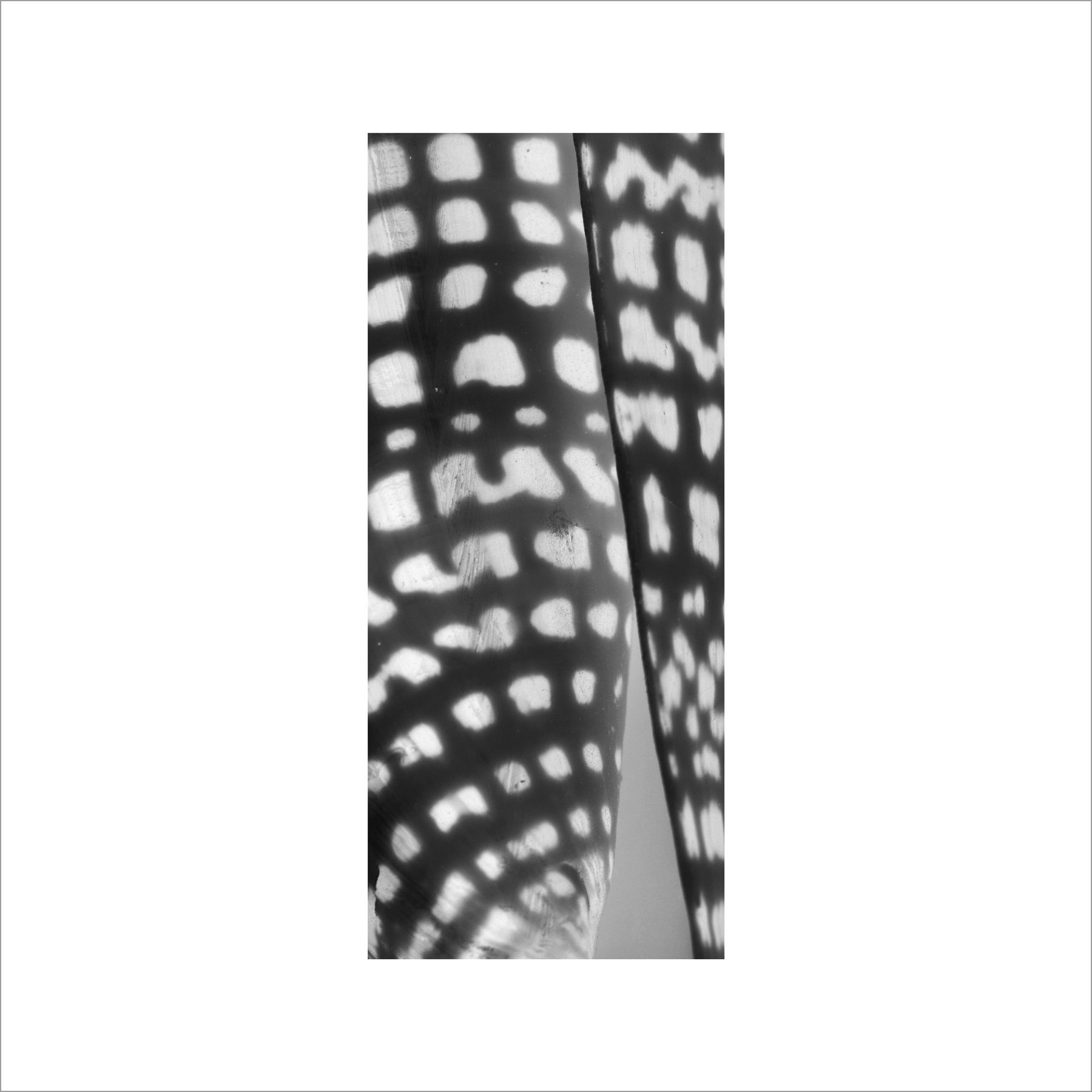 AL02955