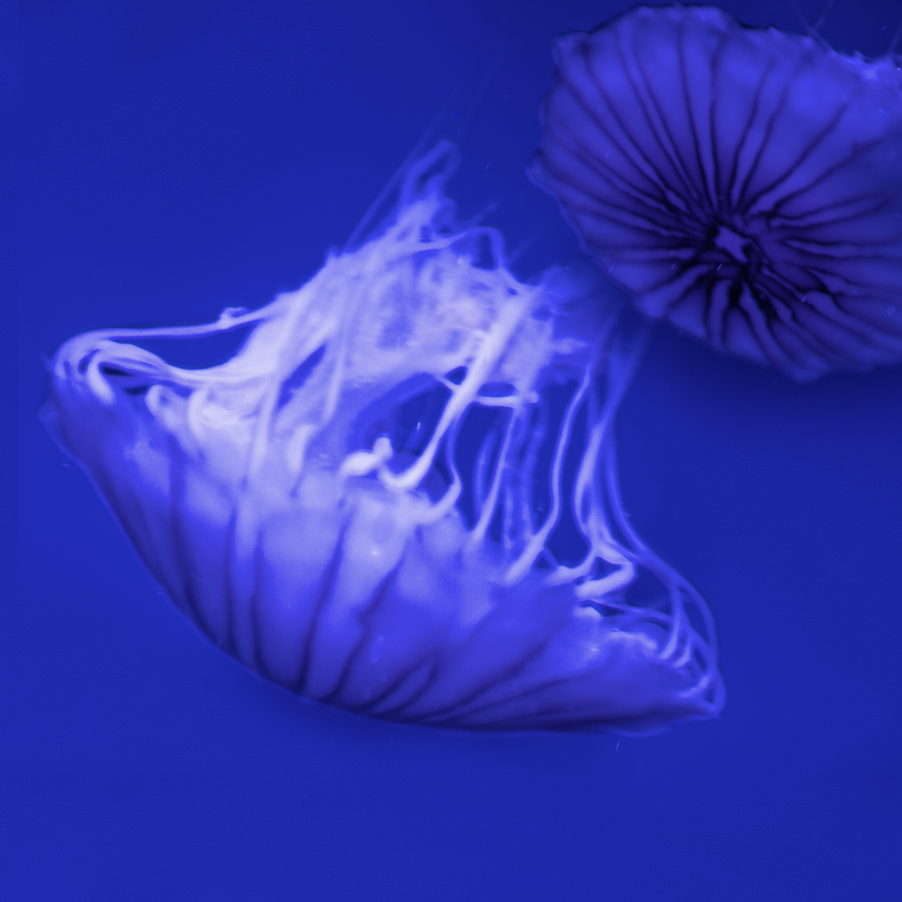 AL03176
