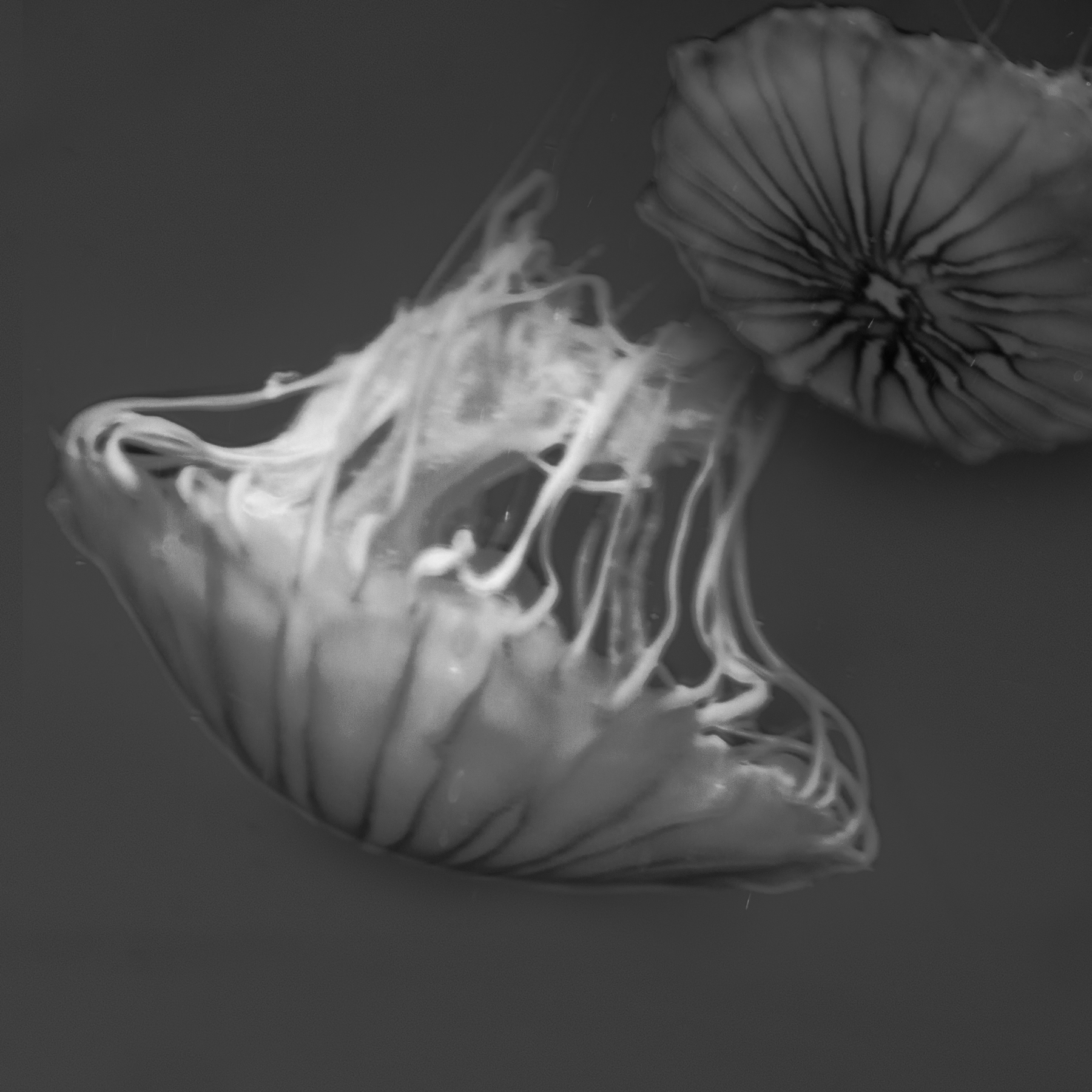 AL03187